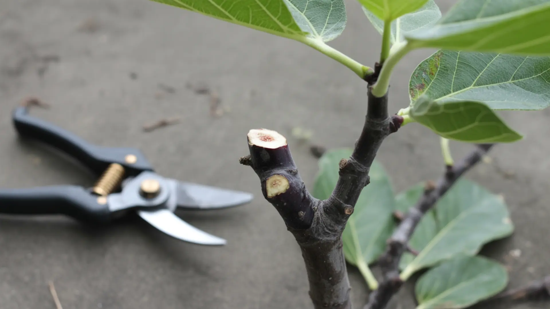 freshly pruned black mission fig branch with cut stem and shears resting nearby