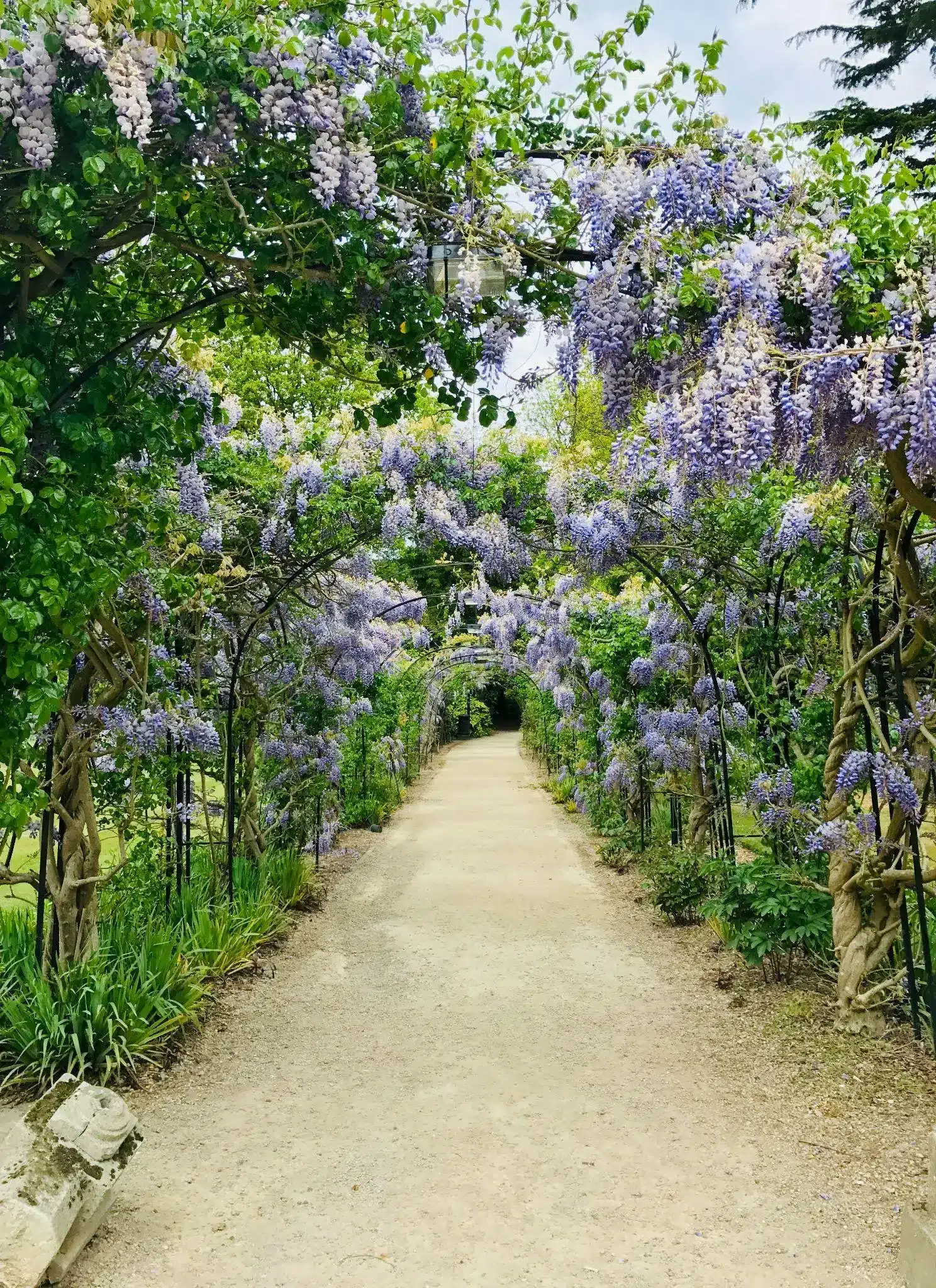 Pathway under archway of blooming purple wisteria in lush garden setting