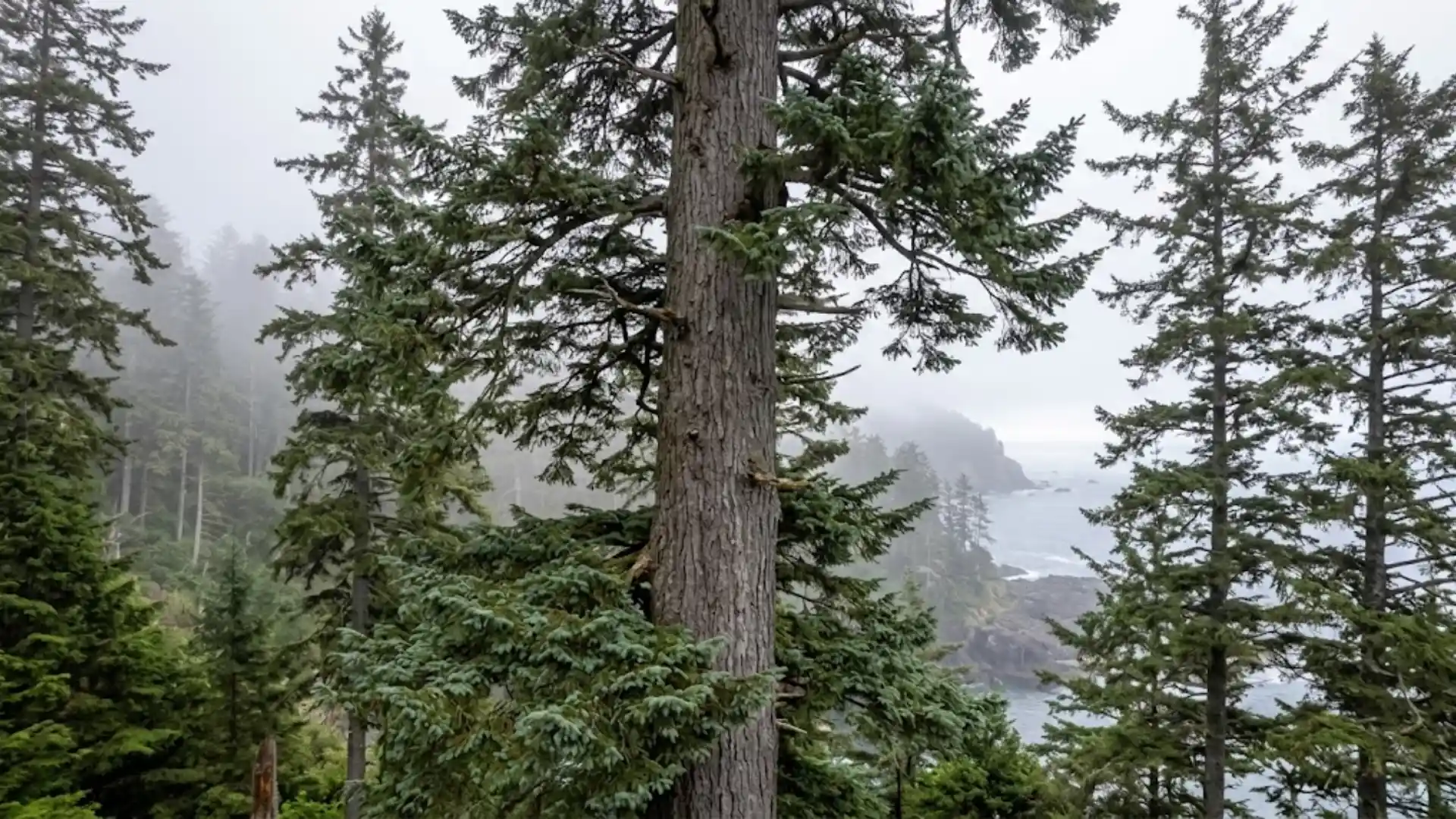 giant sitka spruce tree towering over a foggy pacific coastline