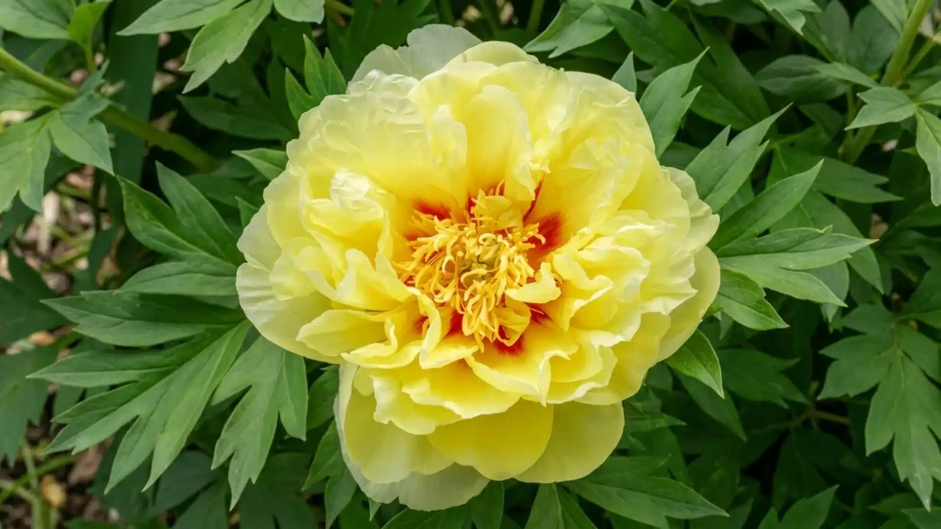 golden yellow bartzella itoh peony bloom with orange center growing among green garden leaves