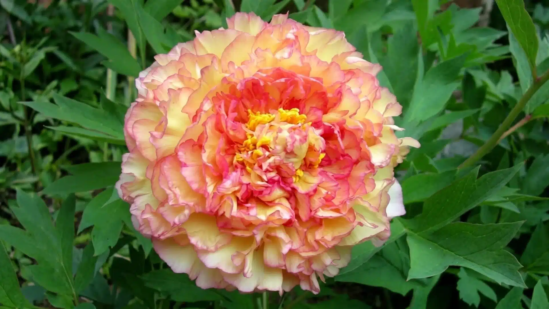 golden yellow kinkaku tree peony bloom fading to red center growing in a garden setting