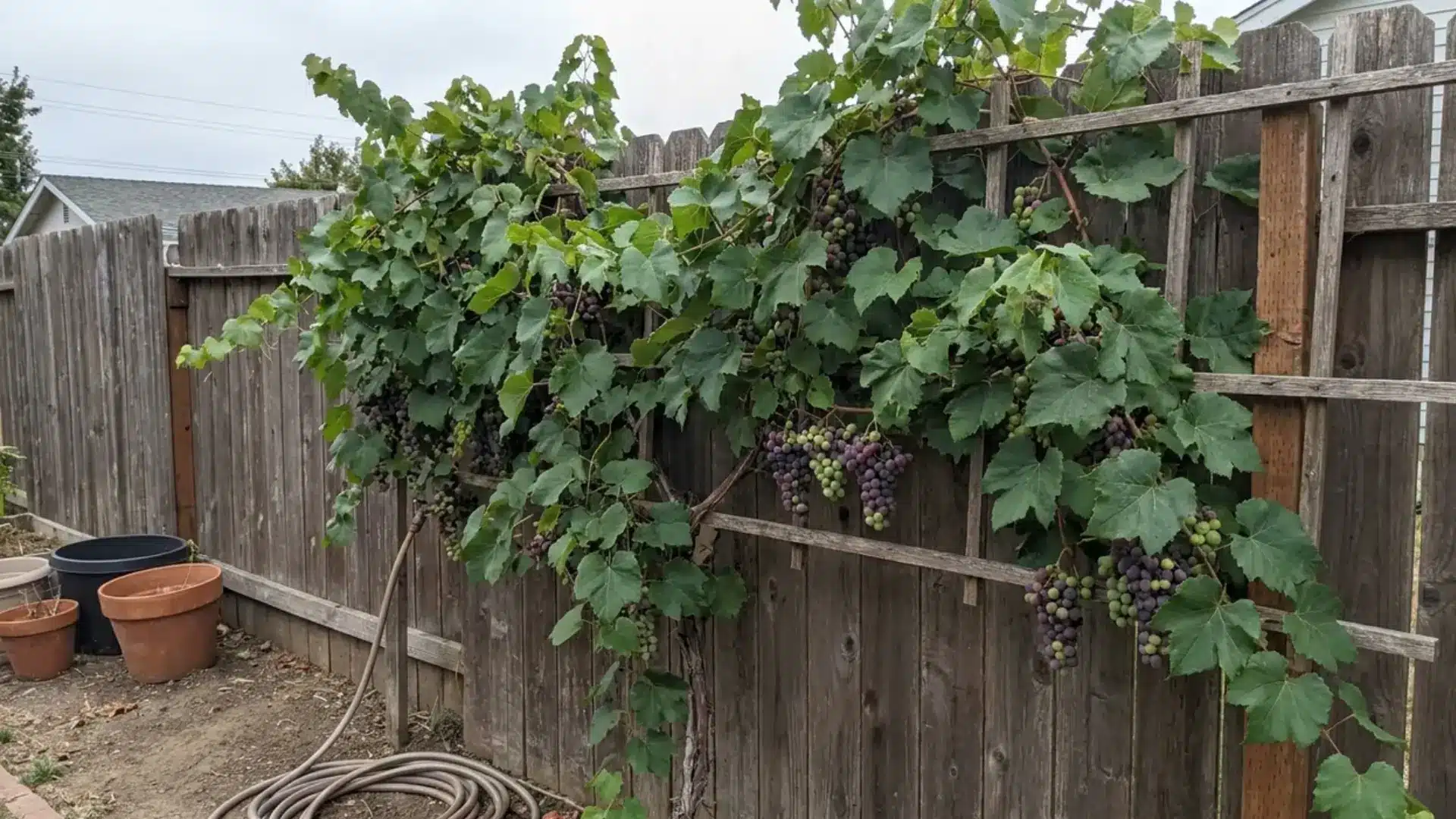 grapevine growing above cabbage plants and casting shade in a backyard vegetable garden