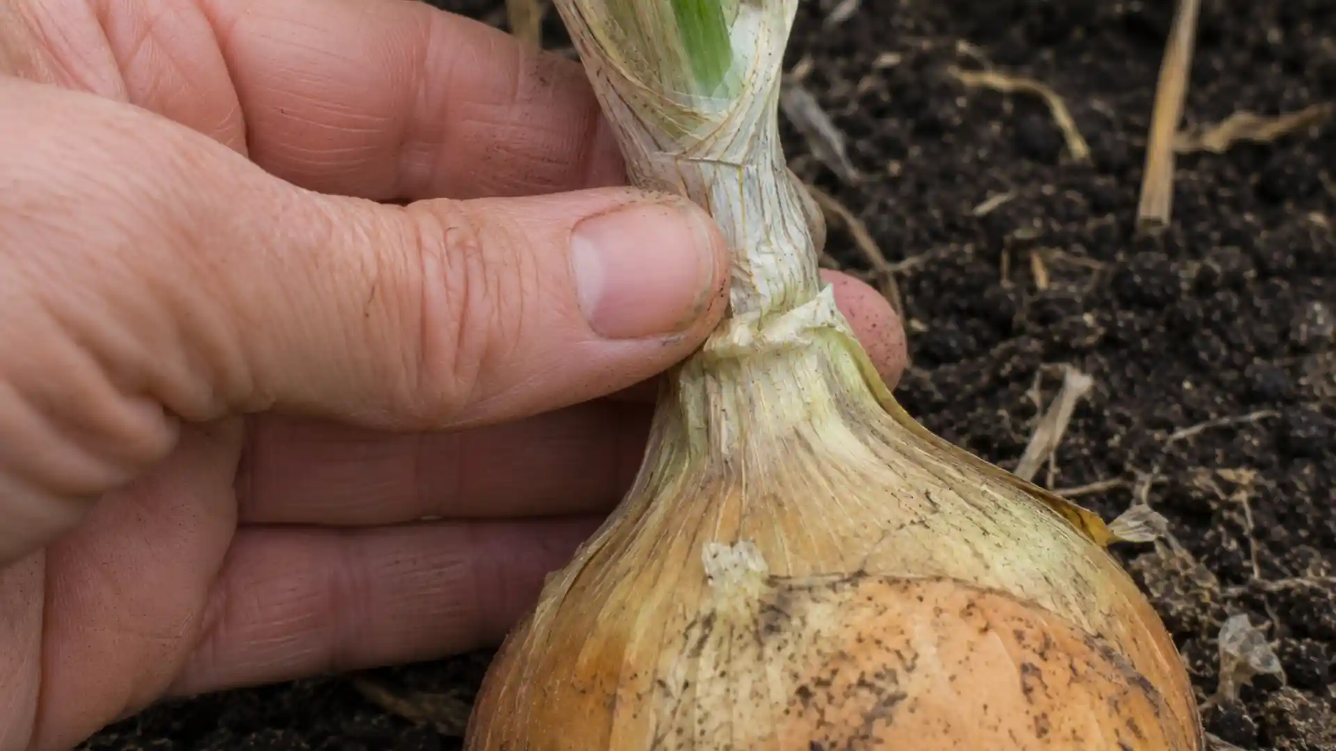 hand checking the tight dry neck of a mature onion