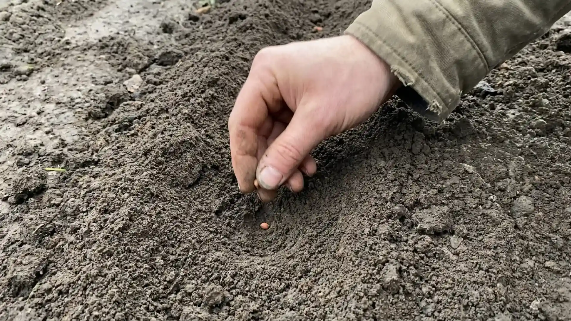 hand dropping a broccoli seed into a small hole in dark garden soil