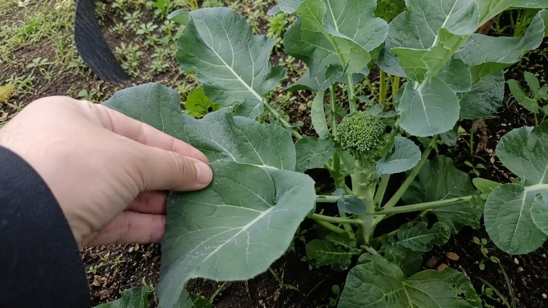 hand holding up a broccoli leaf to check for pests near a developing head