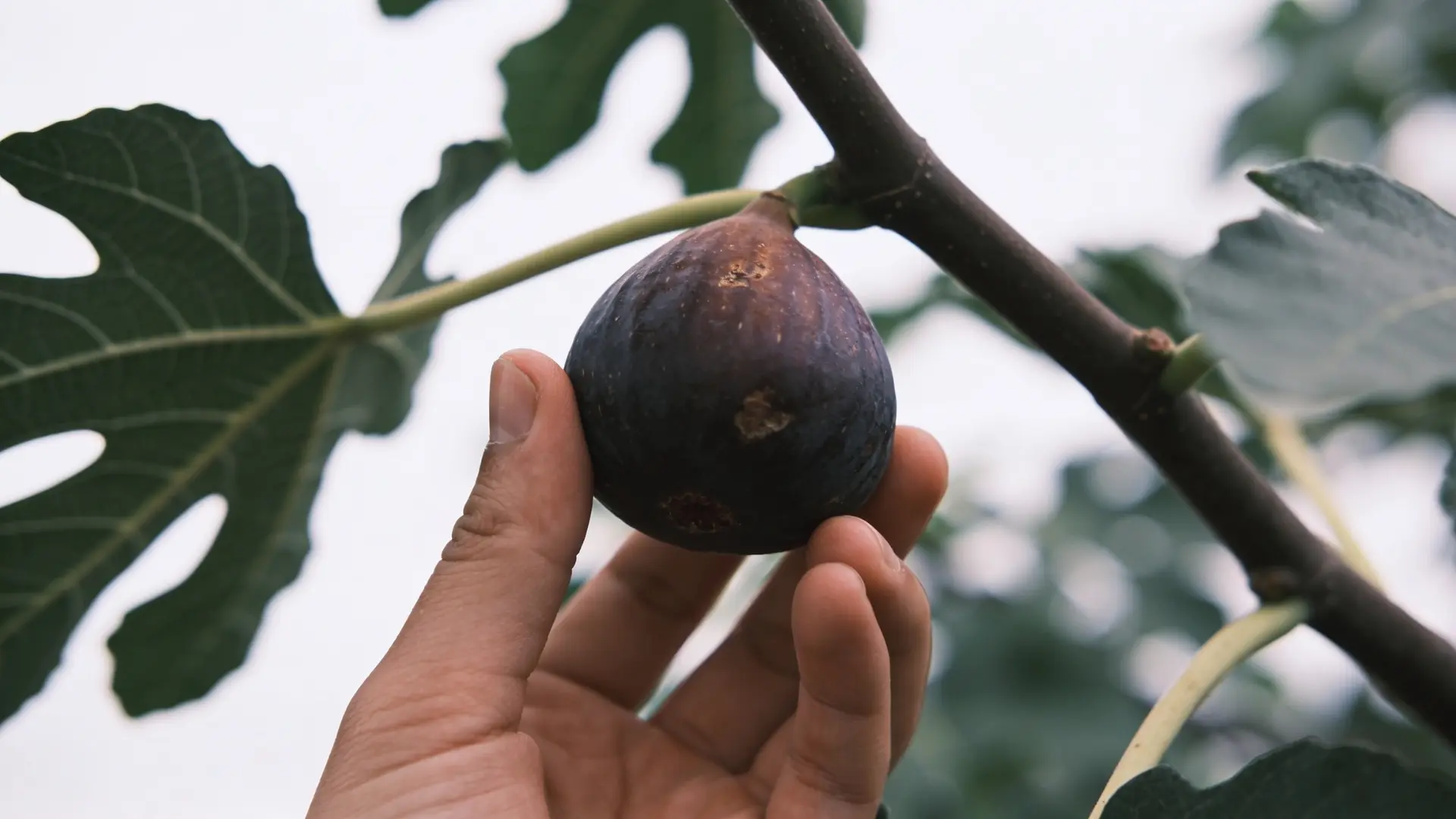 hand picking a single ripe black mission fig from a leafy tree branch outdoors