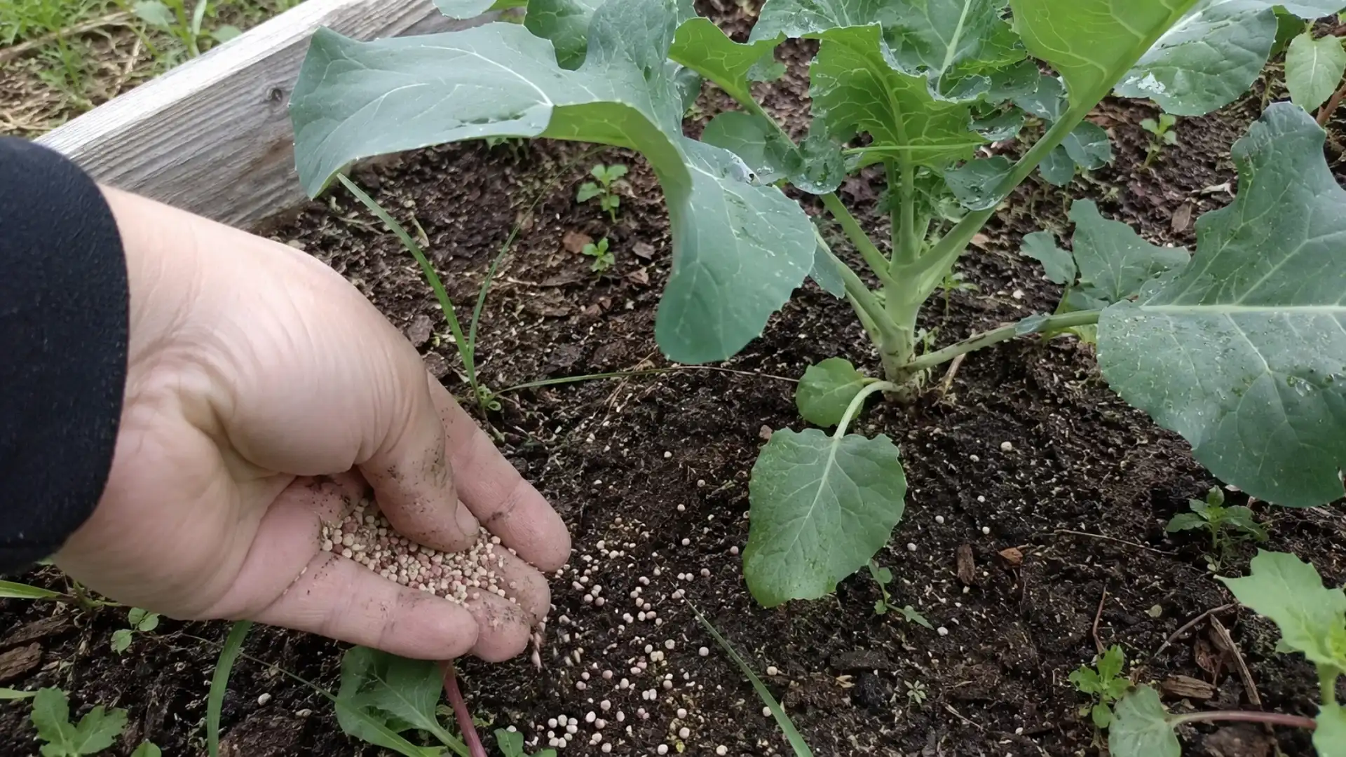 hand sprinkling granular fertilizer around a young broccoli plant in soil