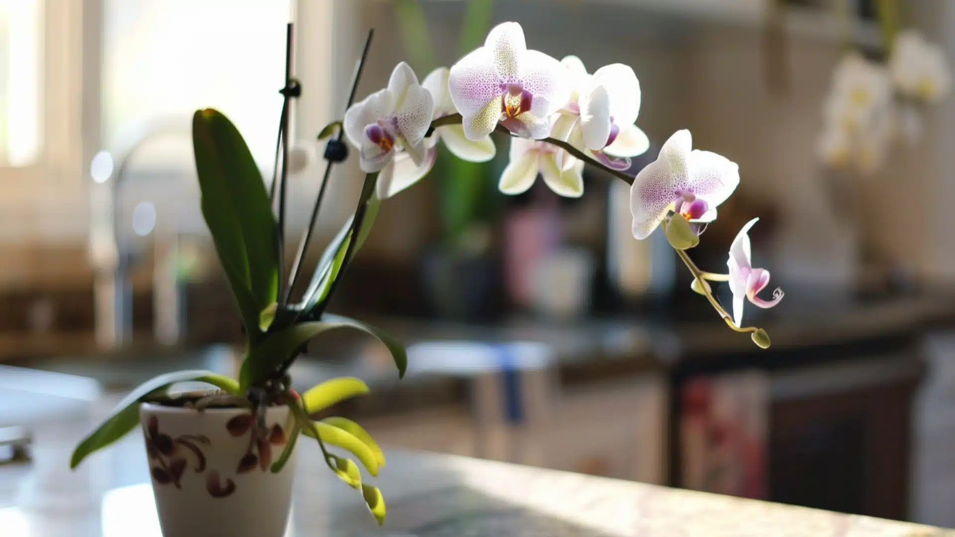 how-to-care-for-orchids-healthy-and-long-blooming-plants