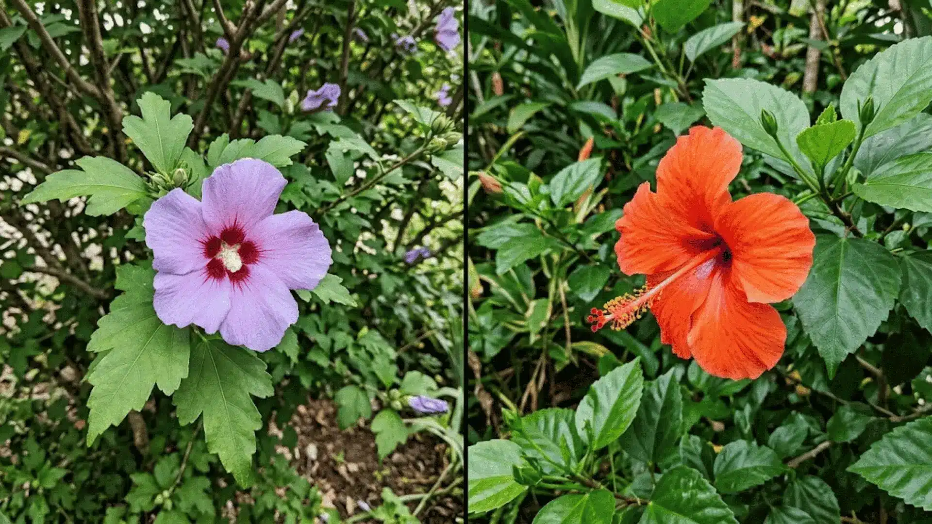 how-to-tell-rose-of-sharon-and-hibiscus-apart