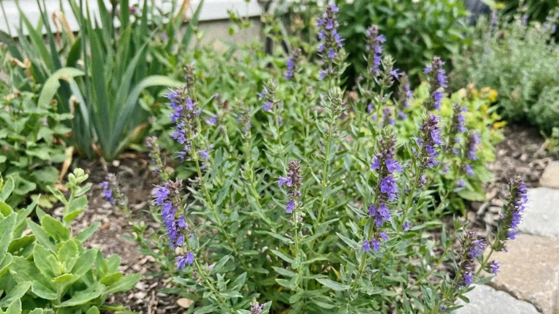 hyssop plant with purple flower spikes growing in a garden border