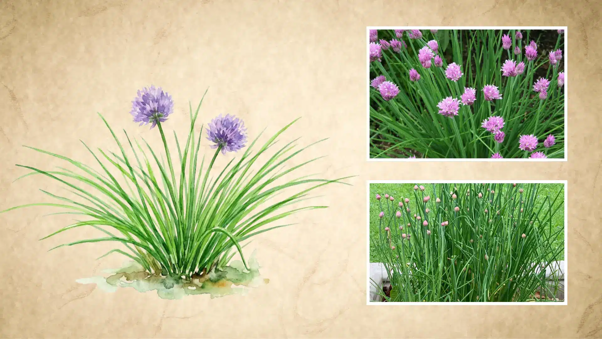 illustrated chive plant next to real photos of blooming purple flower heads in a garden bed