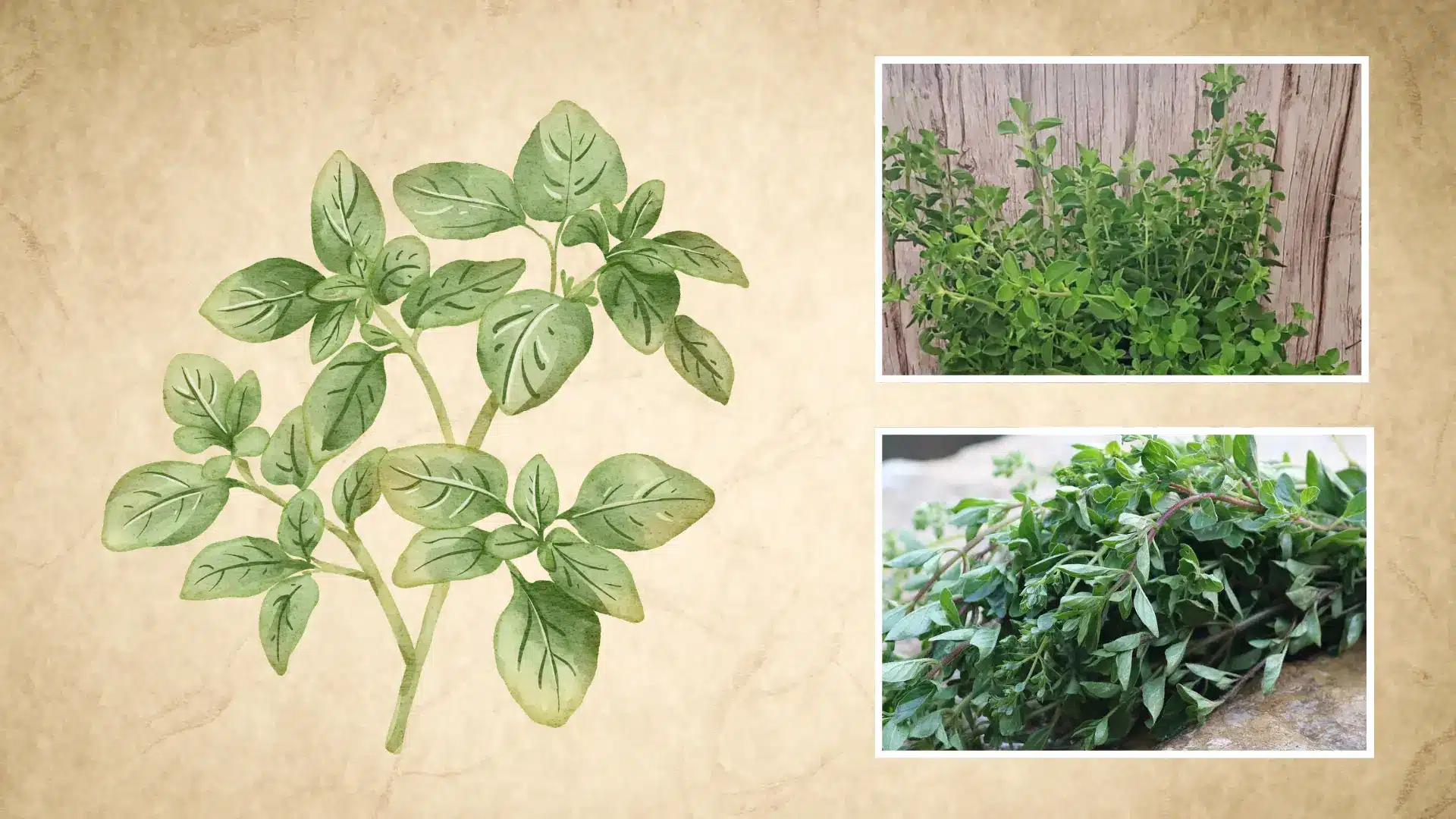 illustrated oregano leaves shown alongside a growing bush and freshly harvested cut sprigs