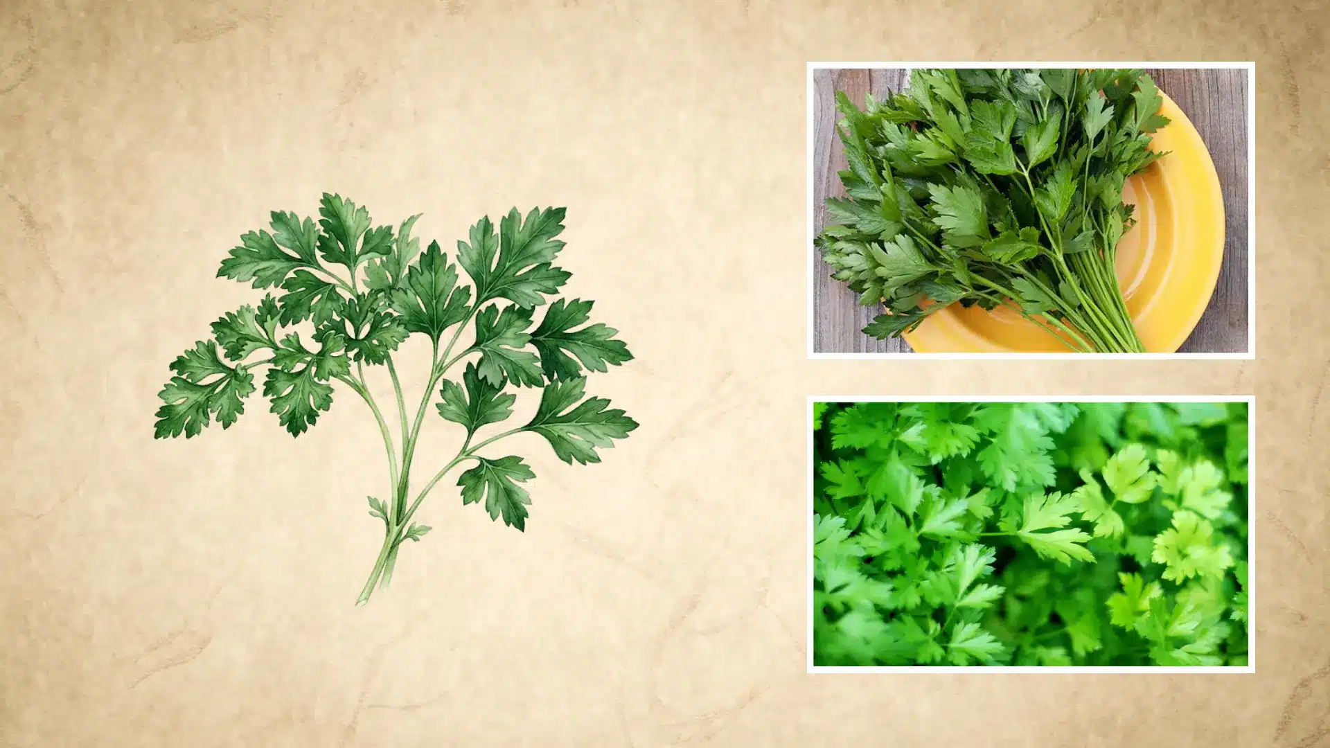 illustrated parsley sprig shown alongside real photos of fresh curly green leaves on a wooden board