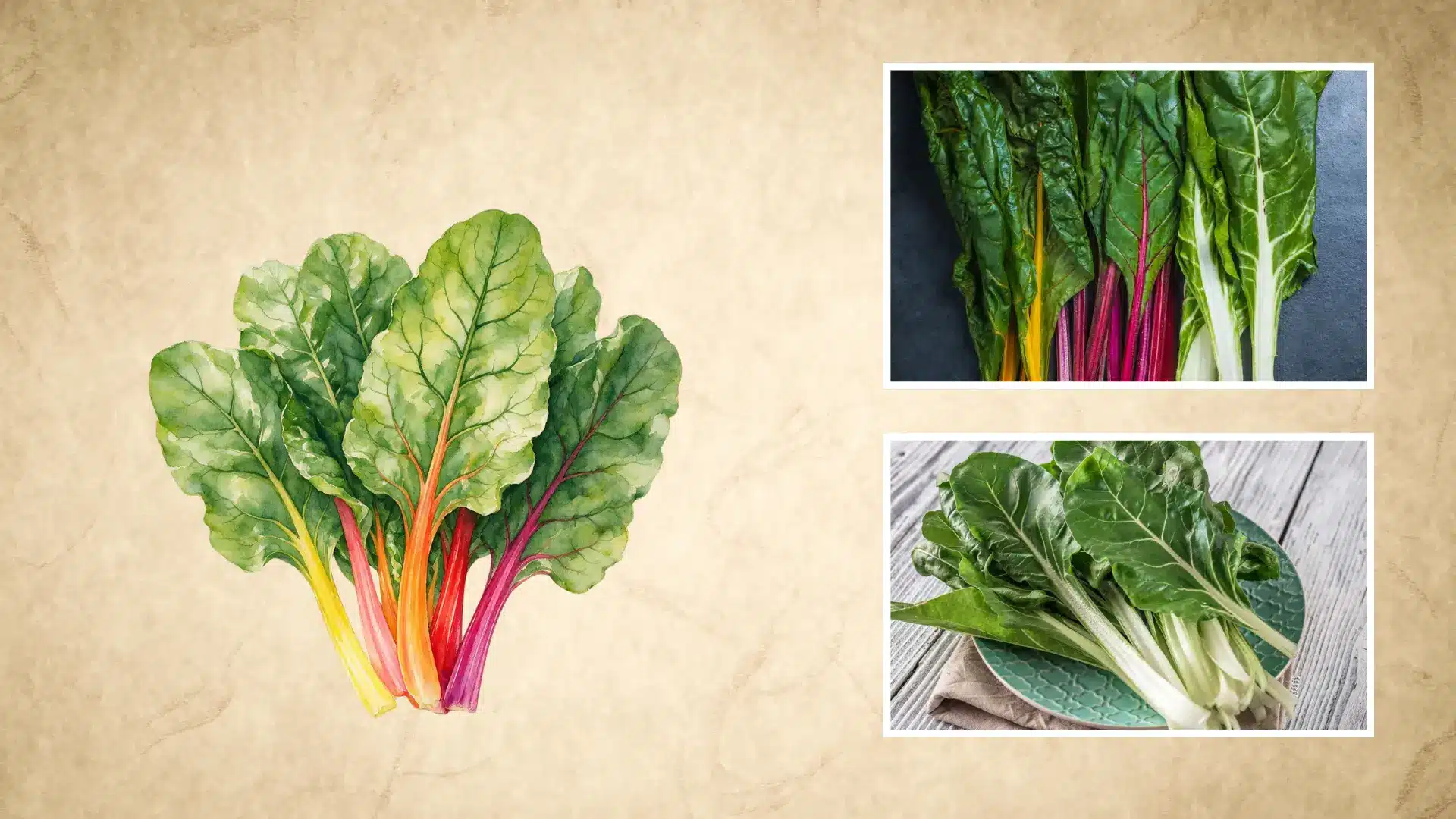 illustrated swiss chard with colorful stems paired with real photos of leafy bunches on display