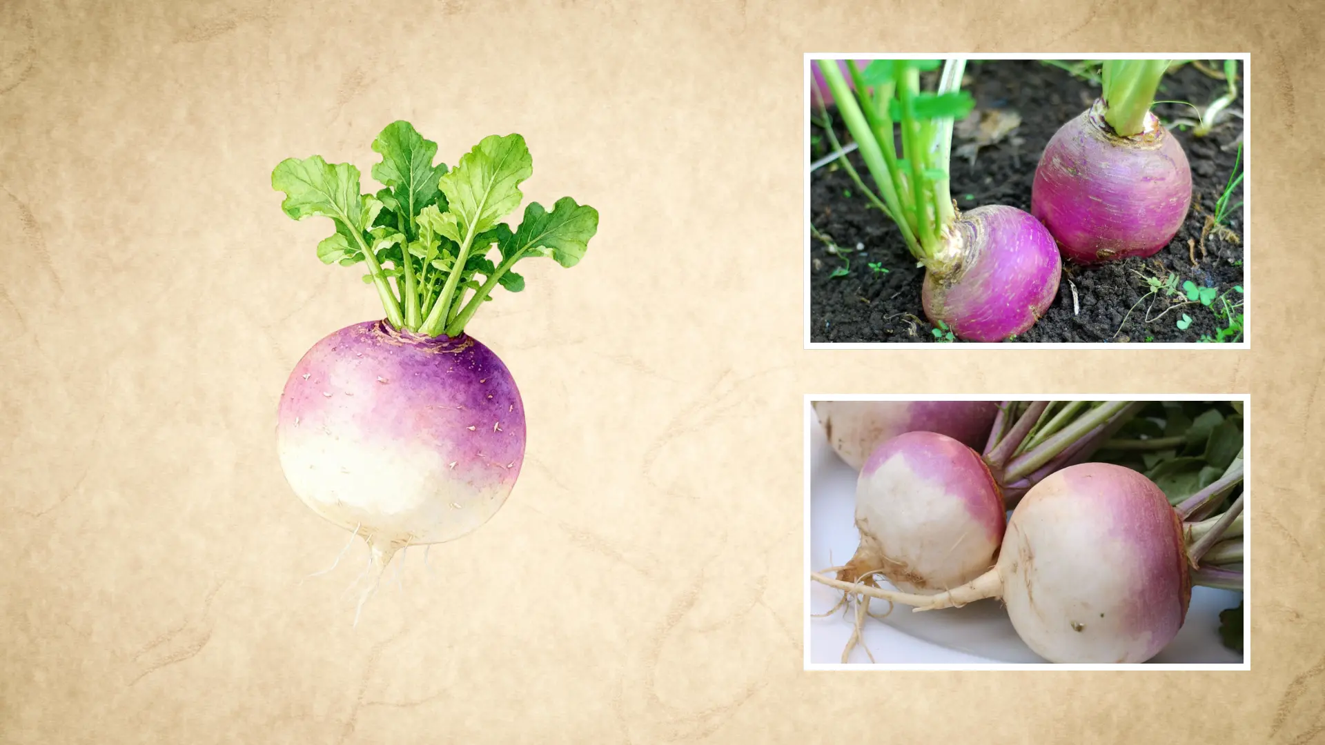 illustrated turnip paired with real photos of purple and white turnips freshly harvested