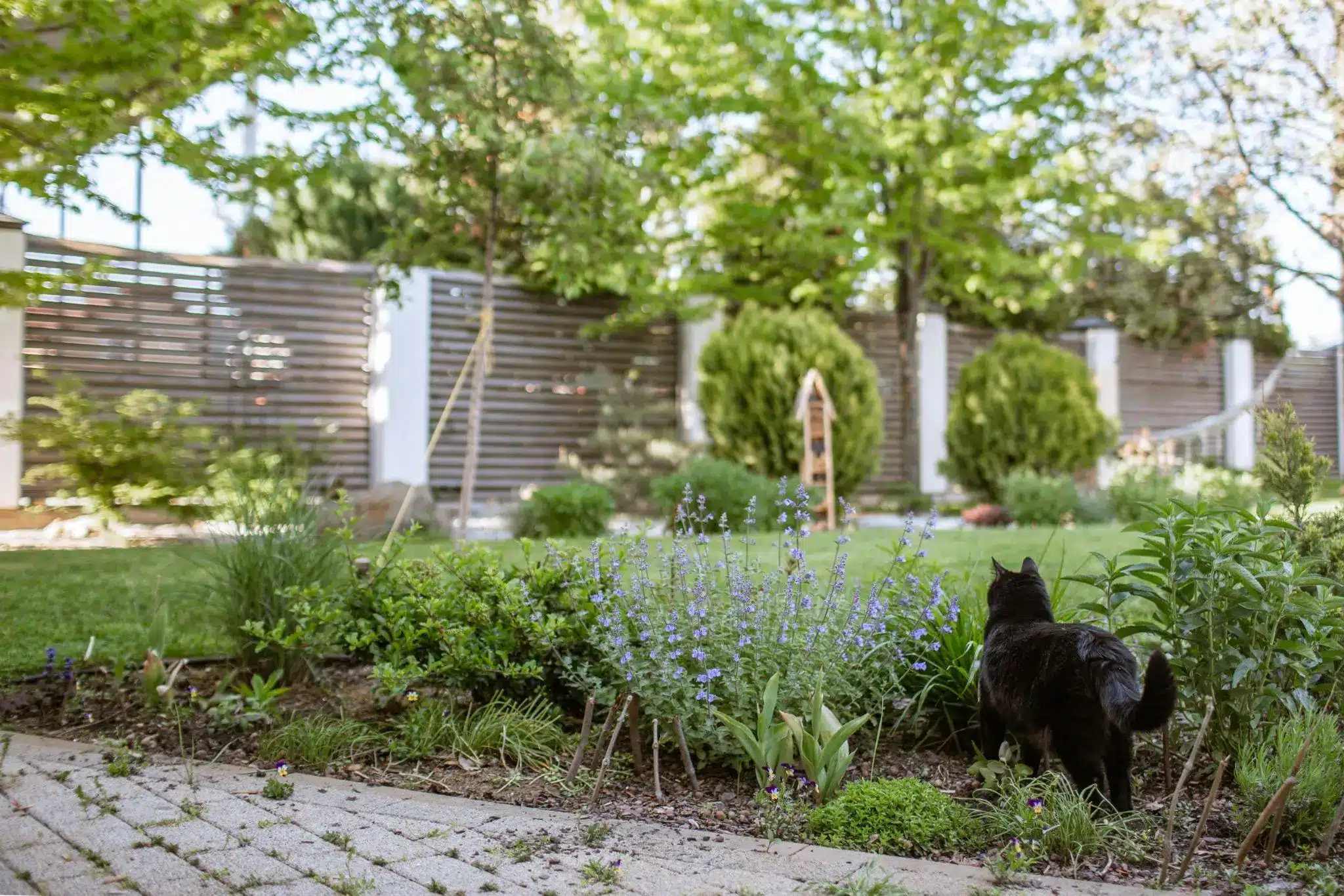 Black cat exploring a lush garden with wooden fence and bright greenery