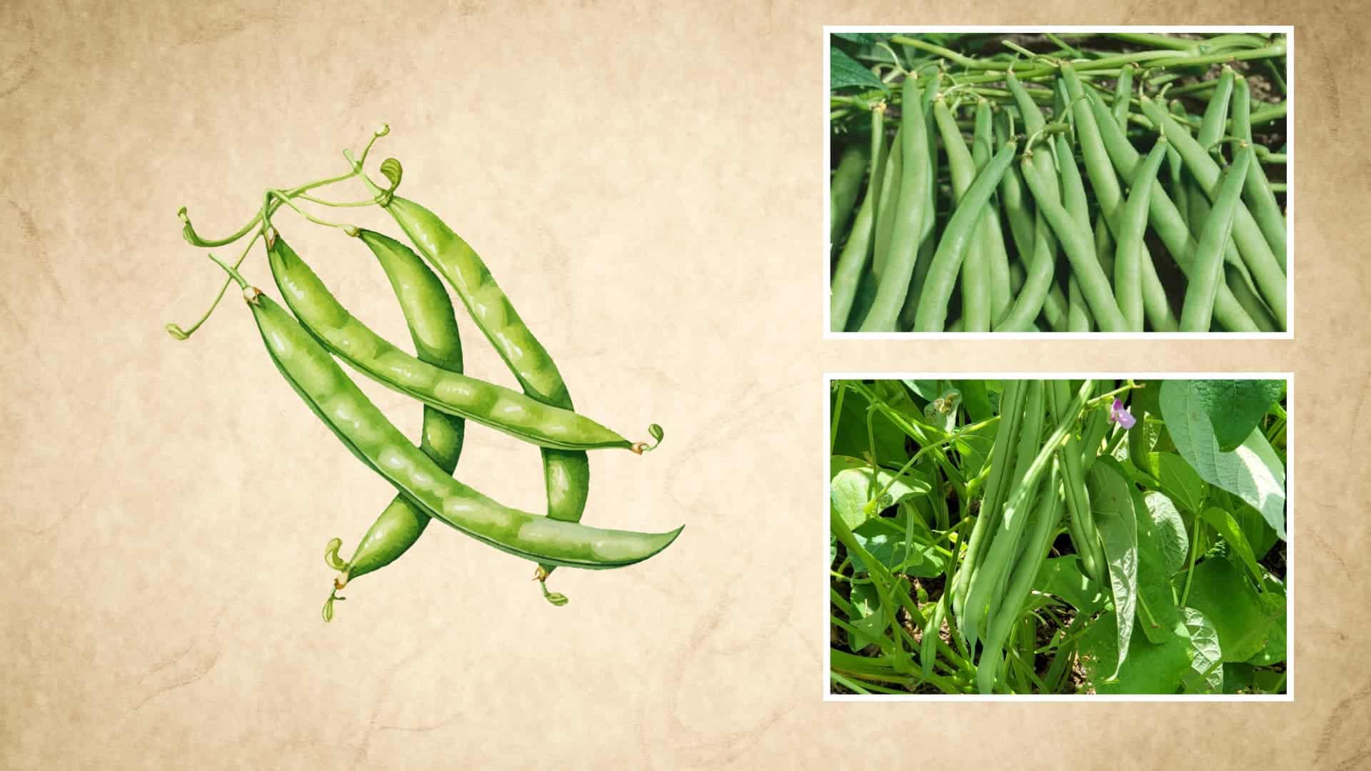long green bush beans growing on vines with leaves alongside a detailed watercolor pod sketch