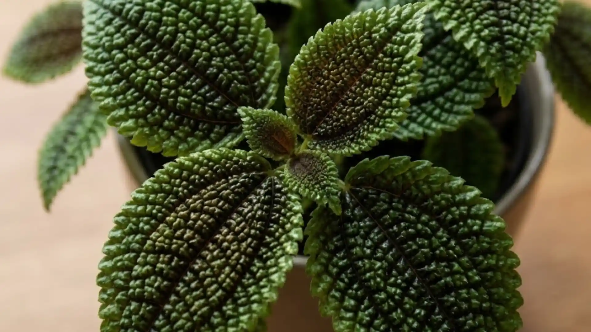 lose up of deeply crinkled moon valley pilea leaves