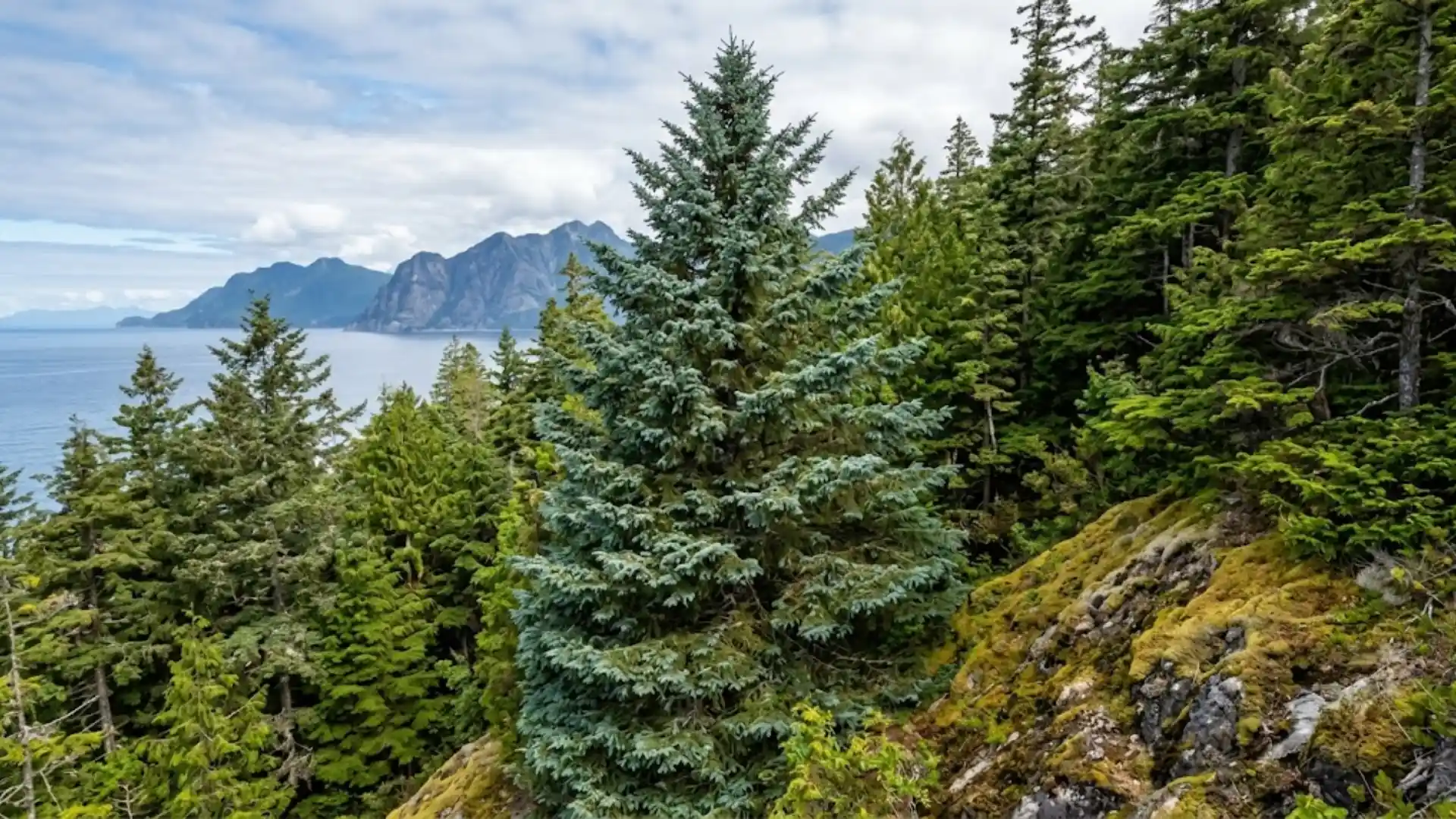 lutz spruce hybrid growing in a coastal alaskan forest