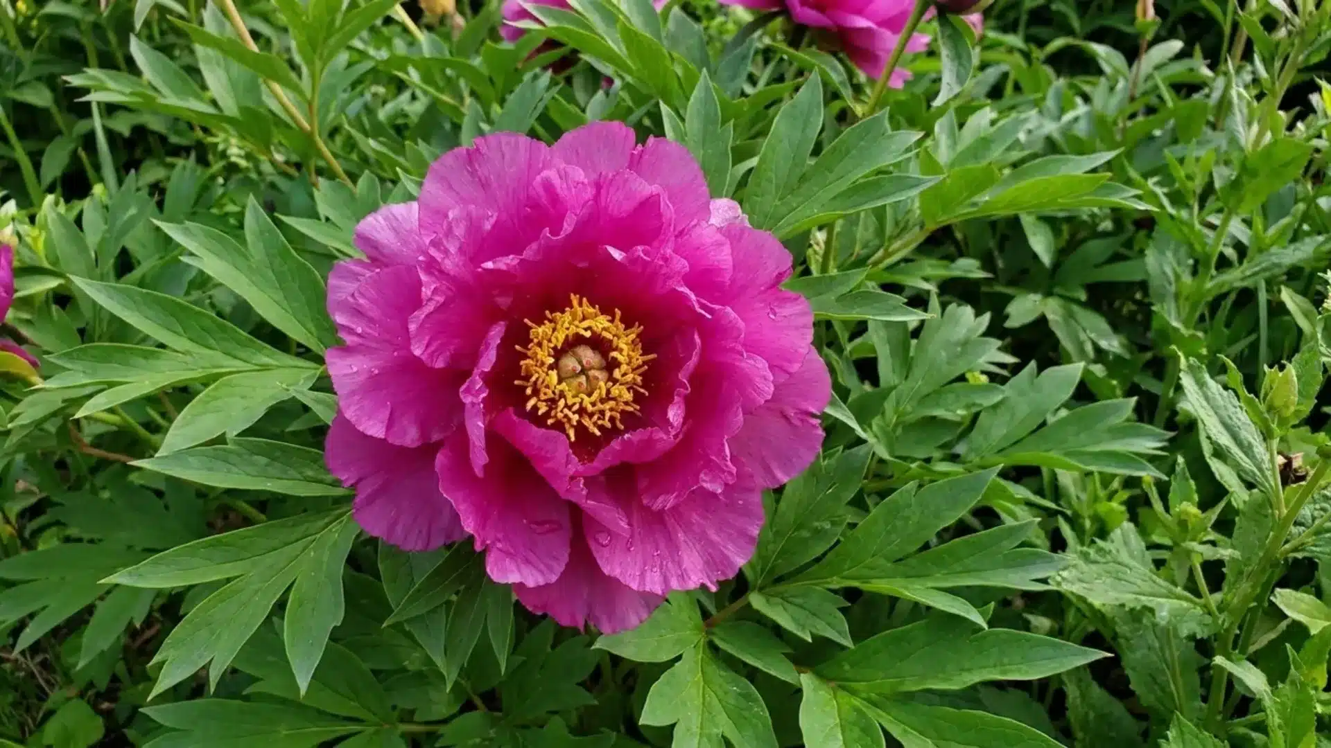 magenta pink morning lilac itoh peony bloom with golden center growing among green foliage