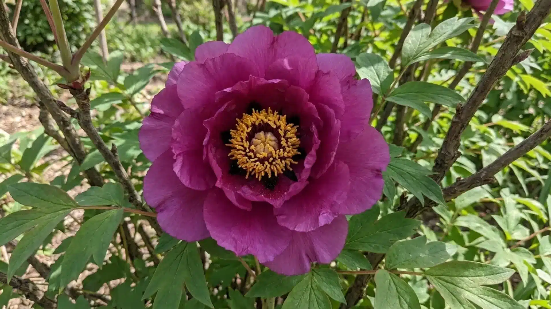 magenta purple leda tree peony bloom with golden center growing among woody garden branches
