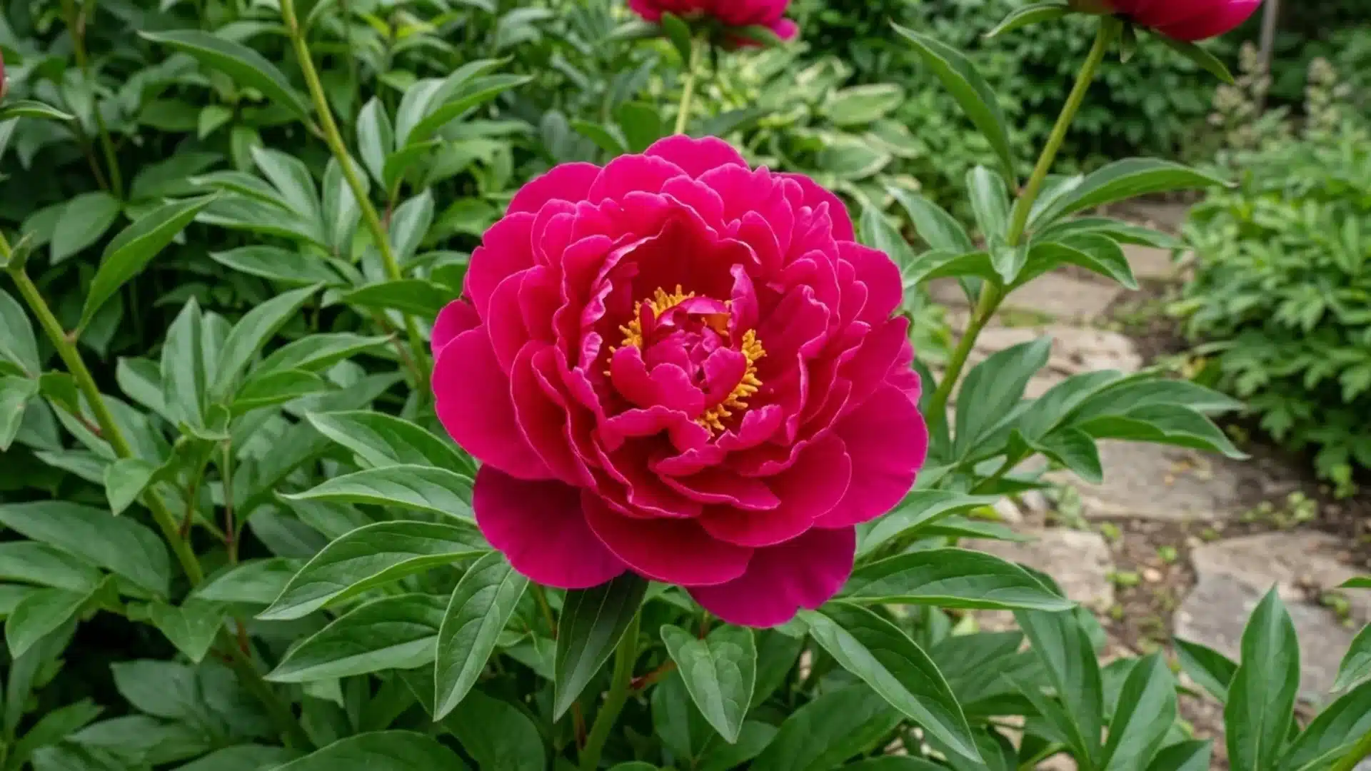 magenta red karl rosenfield peony bloom with golden center in a green garden bed