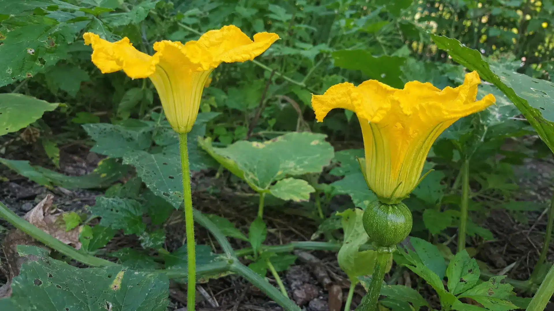 male-vs-female-pumpkin-flowers-key-differences-at-a-glance