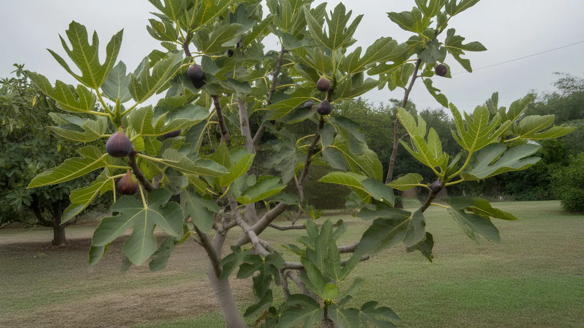 mature black mission fig tree with dark ripe fruit growing in an open backyard