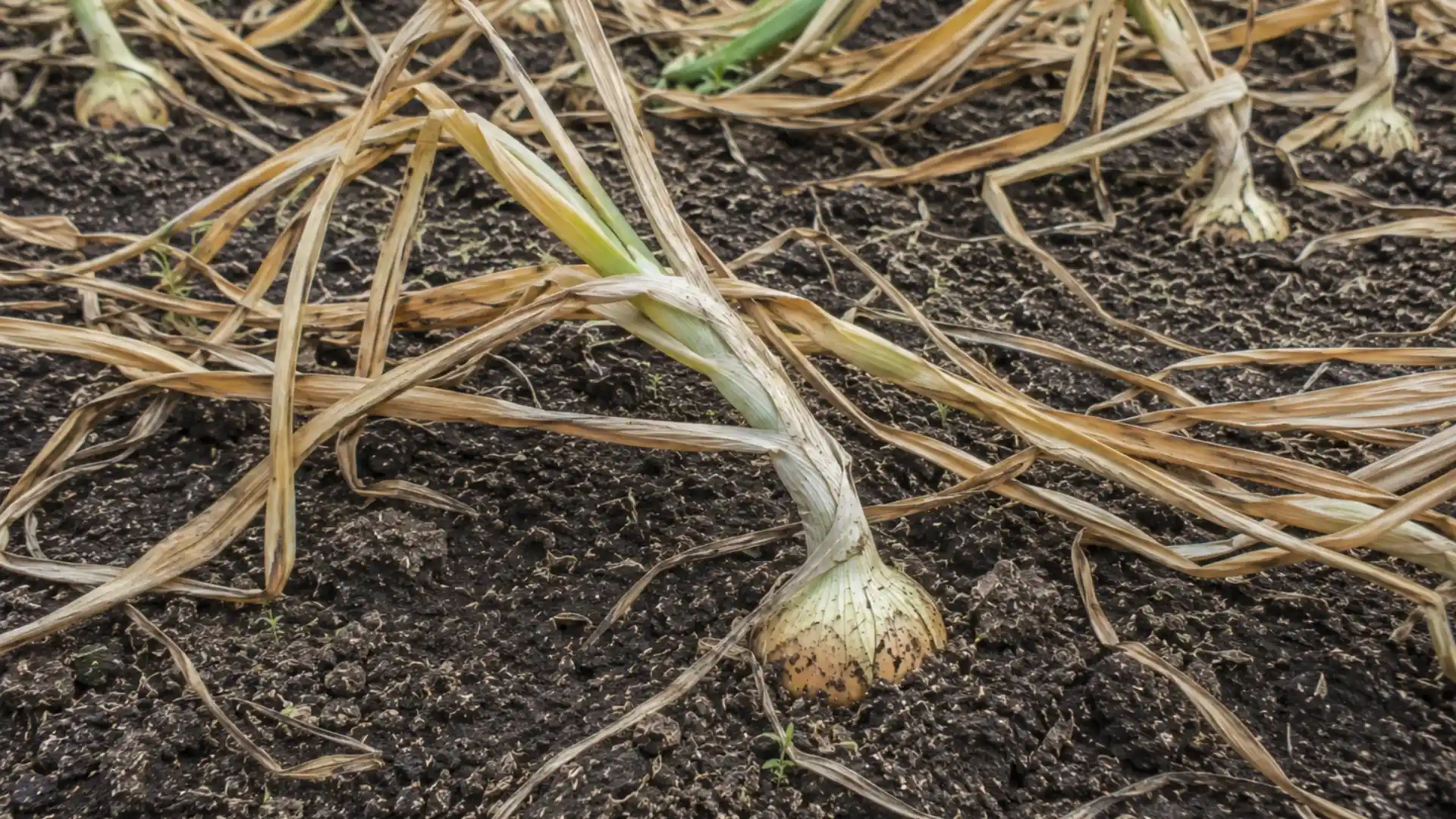 mature onion plant with no new growth and yellowed leaves