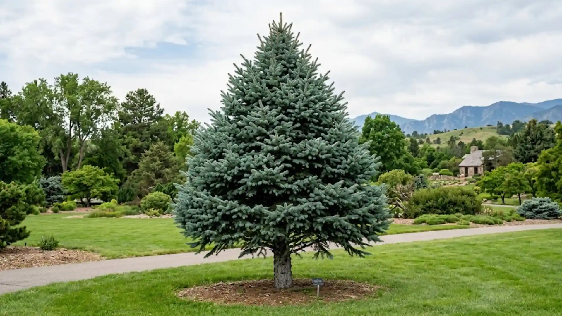 meyer spruce with thick blue green needles in a pyramidal shape
