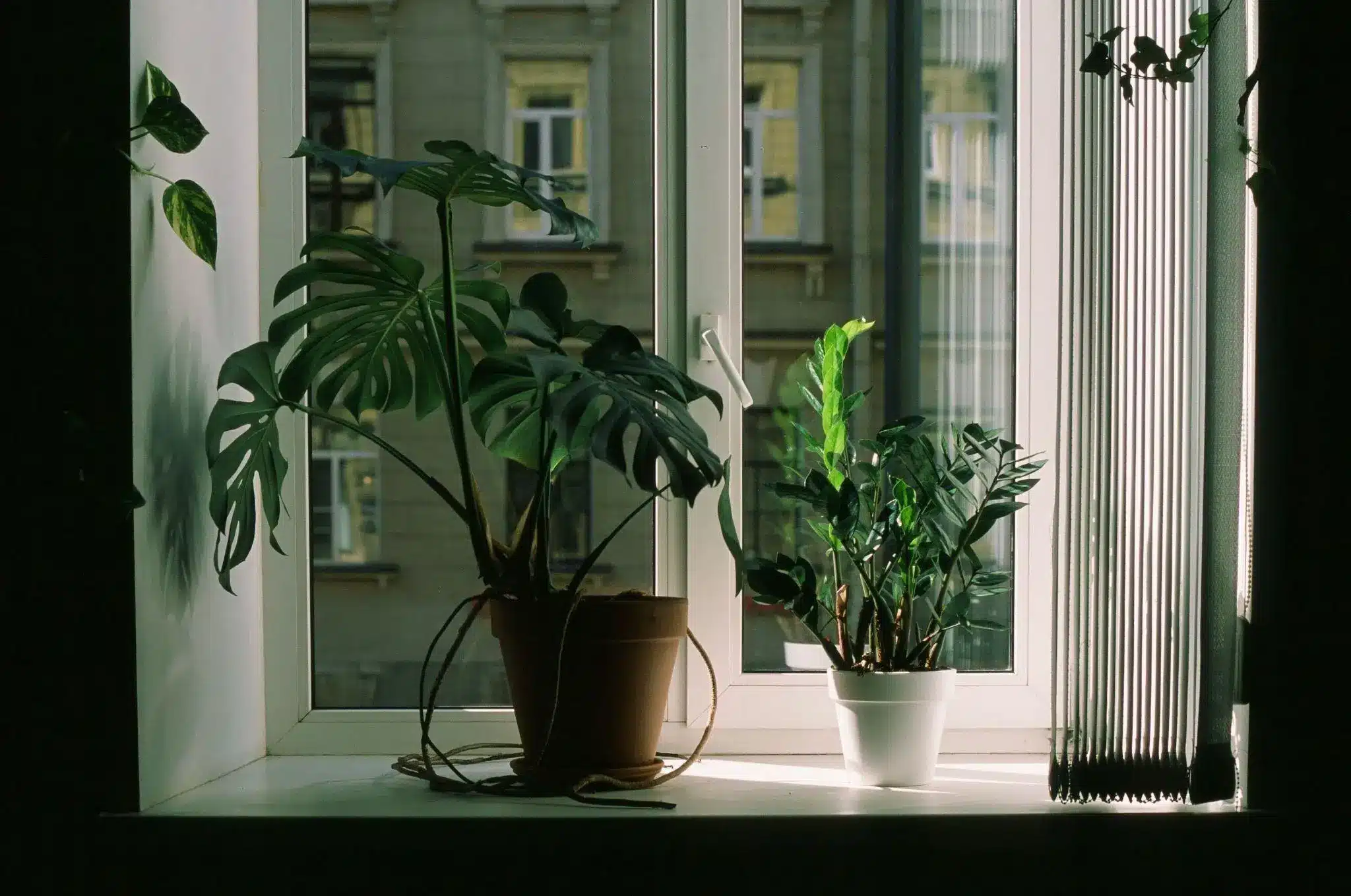 Potted houseplants on white windowsill with soft natural light