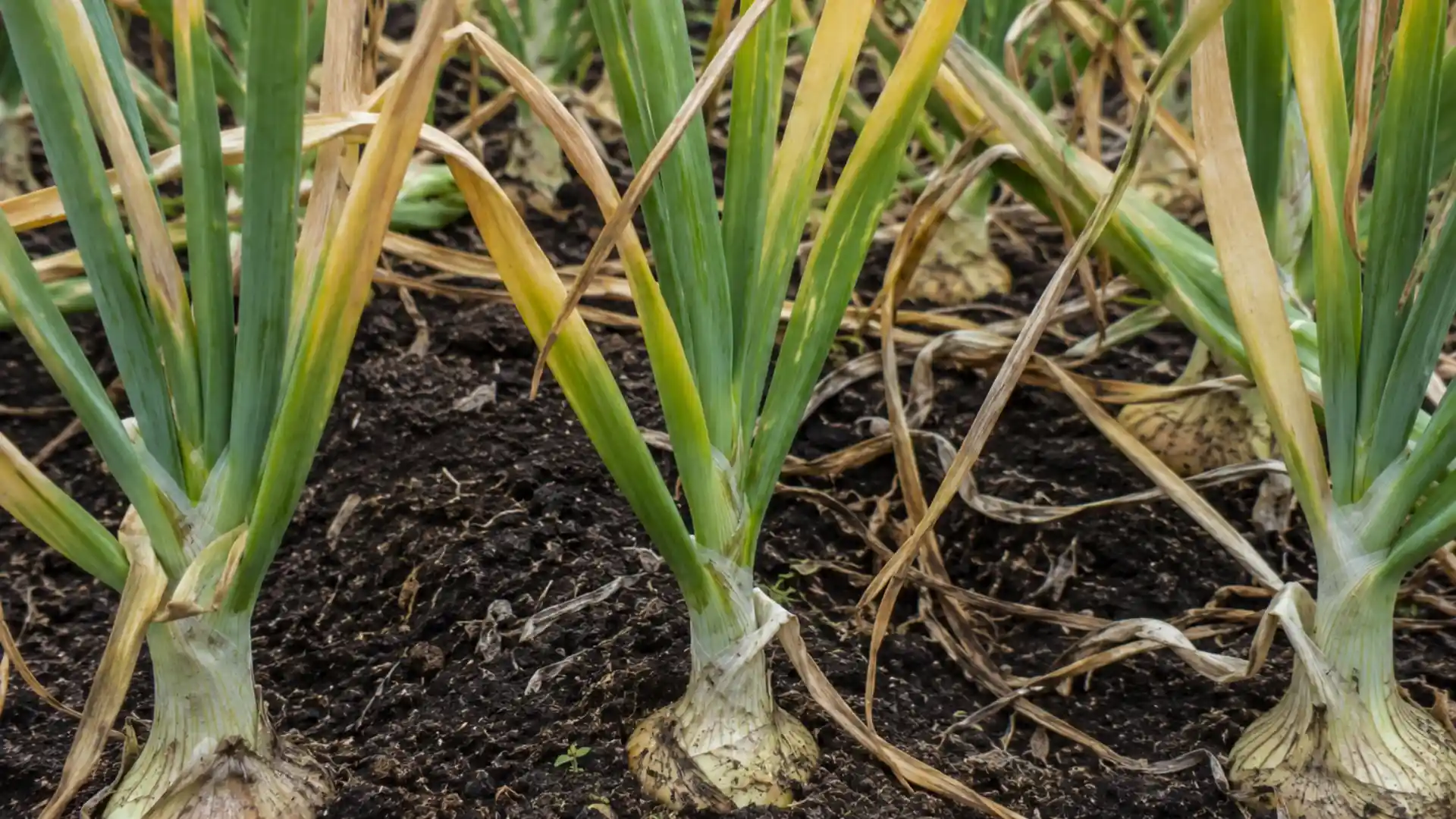 onion foliage turning from green to yellow at season end