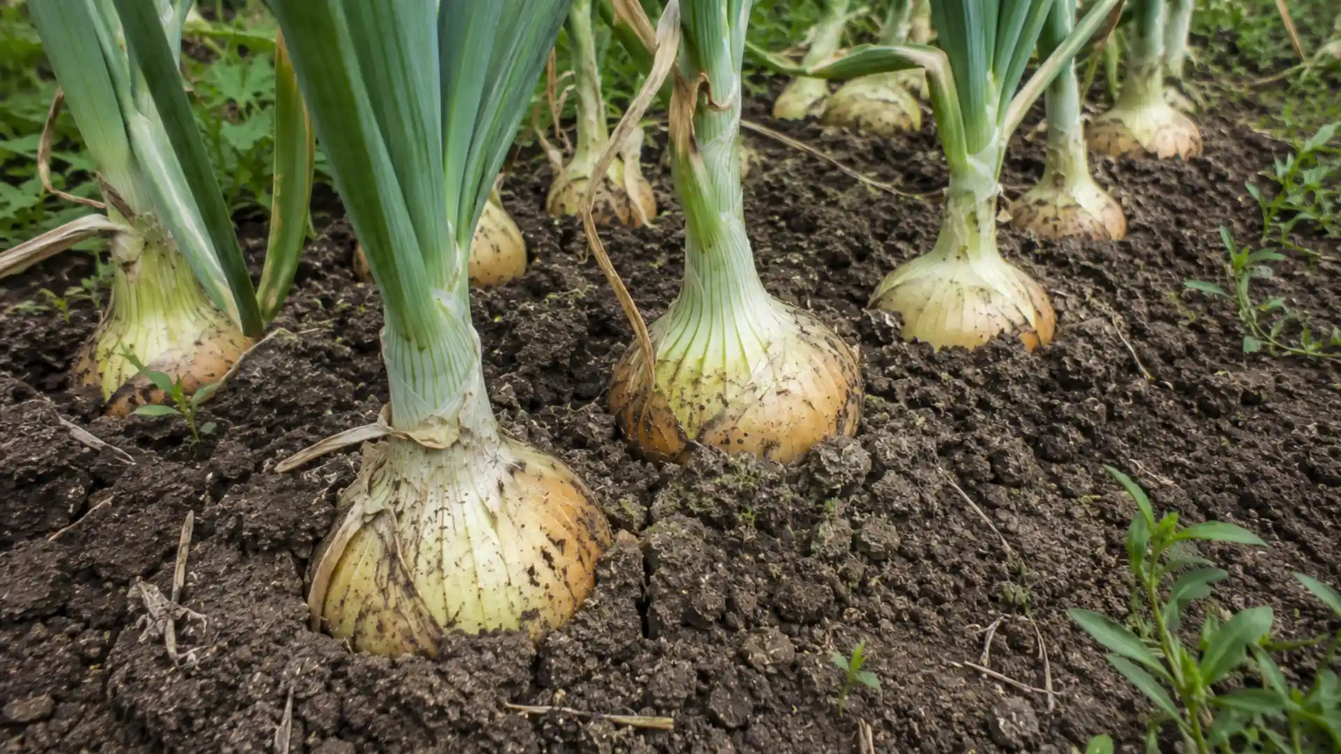 onion shoulders emerging above soil while bulbs stay rooted