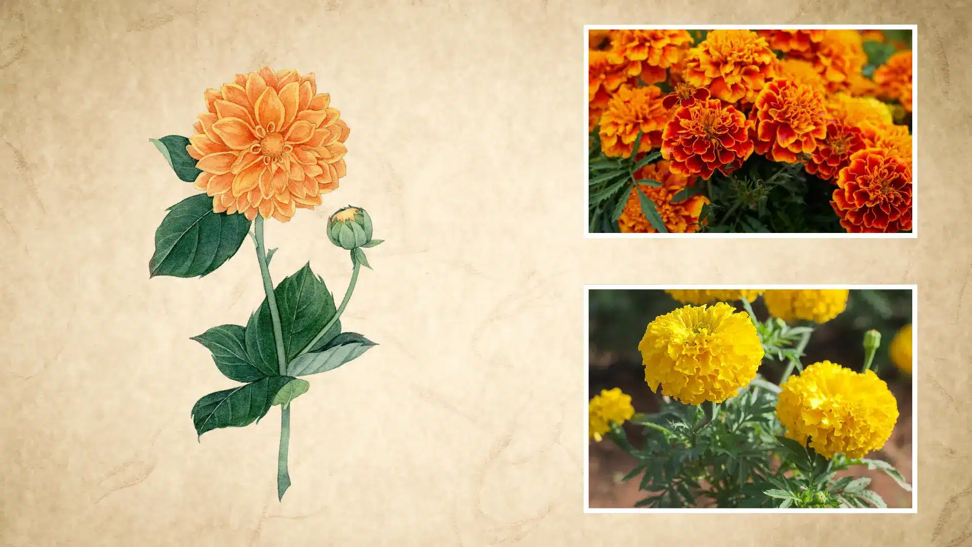 orange and yellow marigold blooms in full flower shown beside a painted marigold illustration