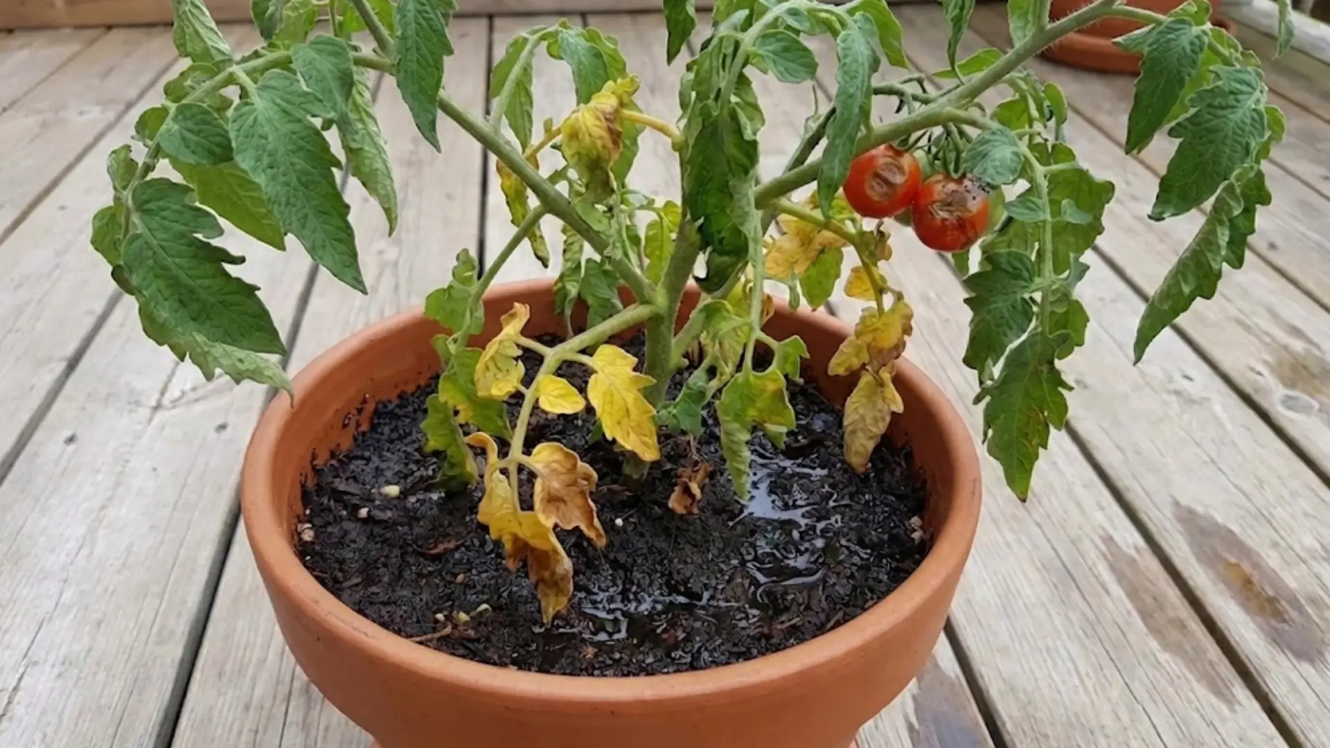 overwatered-tomato-plant