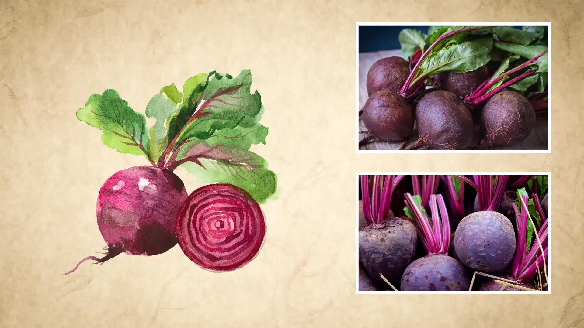 painted beet with cross section slice beside whole purple beets with stems still attached