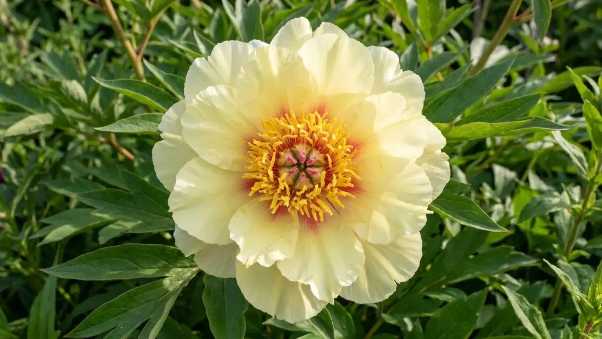 pale yellow border charm itoh peony bloom with soft red center in a green garden setting