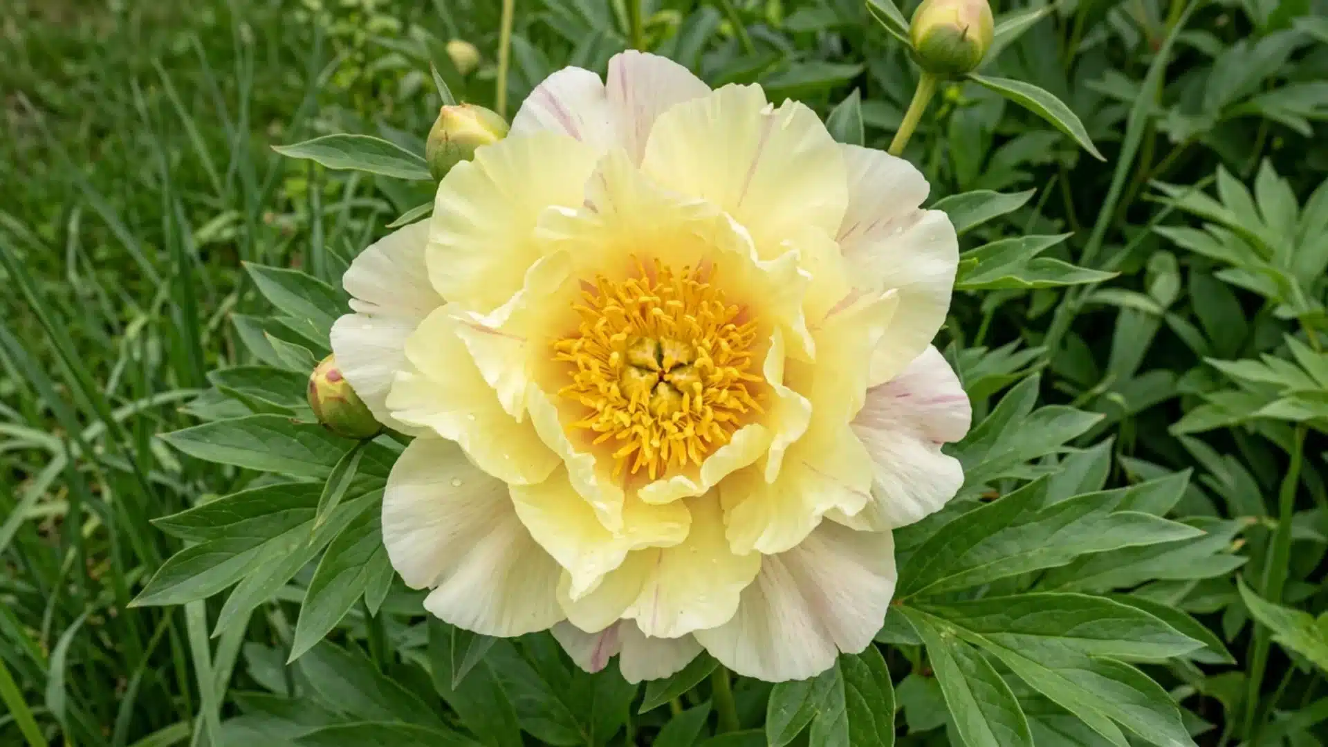 pale yellow lemon dream itoh peony bloom with soft pink streaks growing in green garden bed