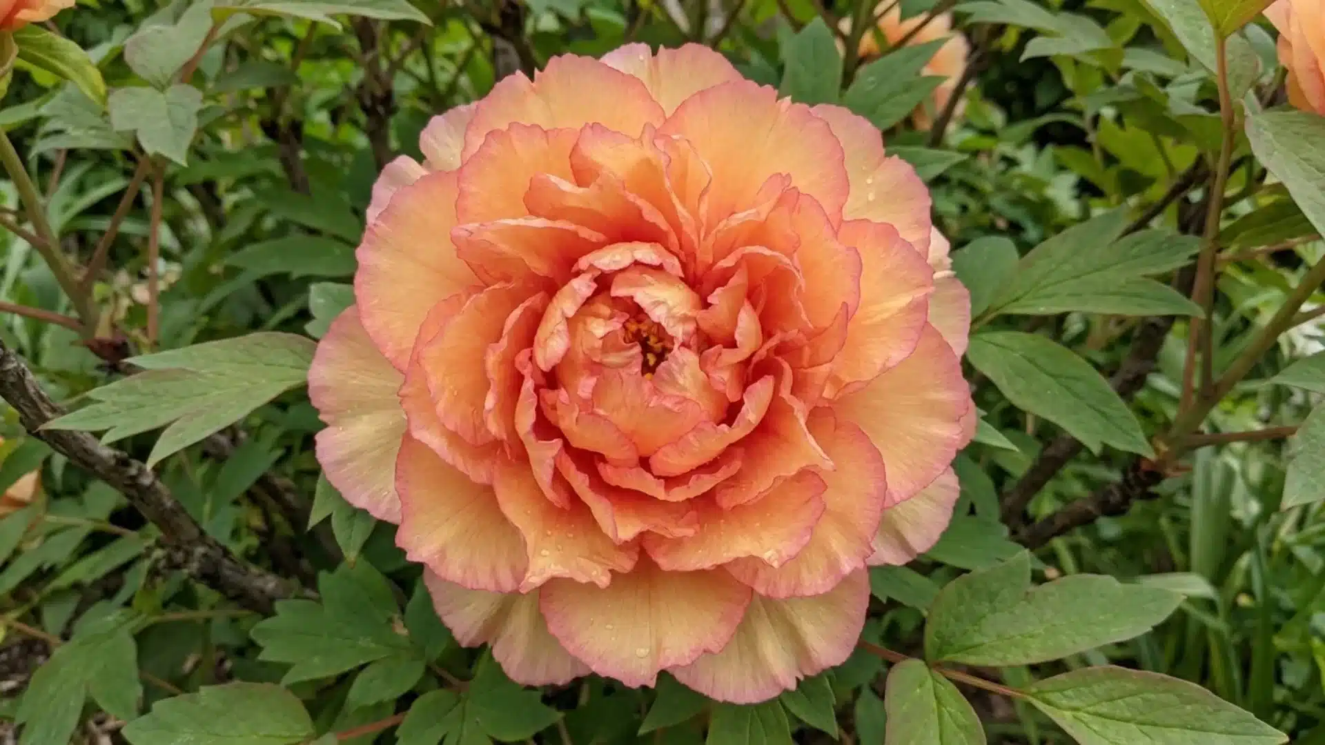peach orange chromatella tree peony bloom with ruffled petals growing in a green garden