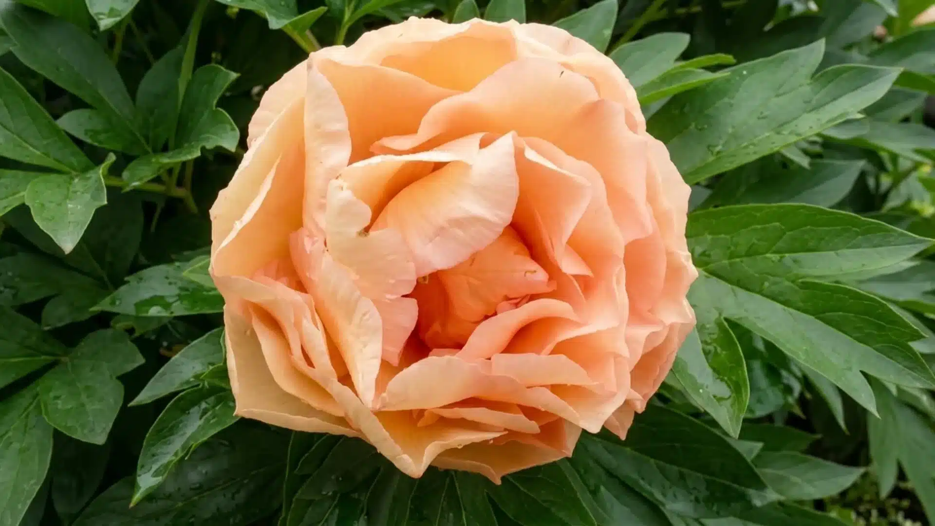 peach toned canary brilliants itoh peony bloom with ruffled petals against green garden foliage