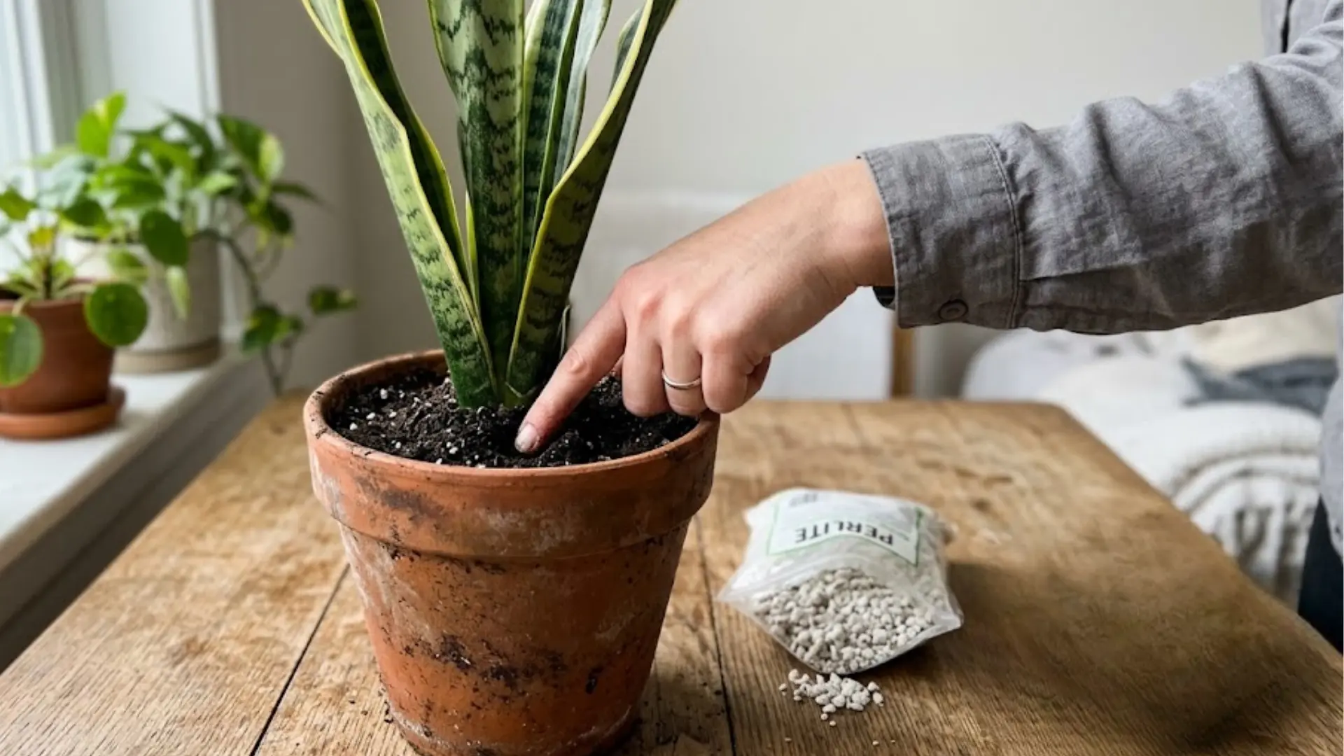 person checking soil moisture in a snake plant pot next to a bag of perlite on a wooden table