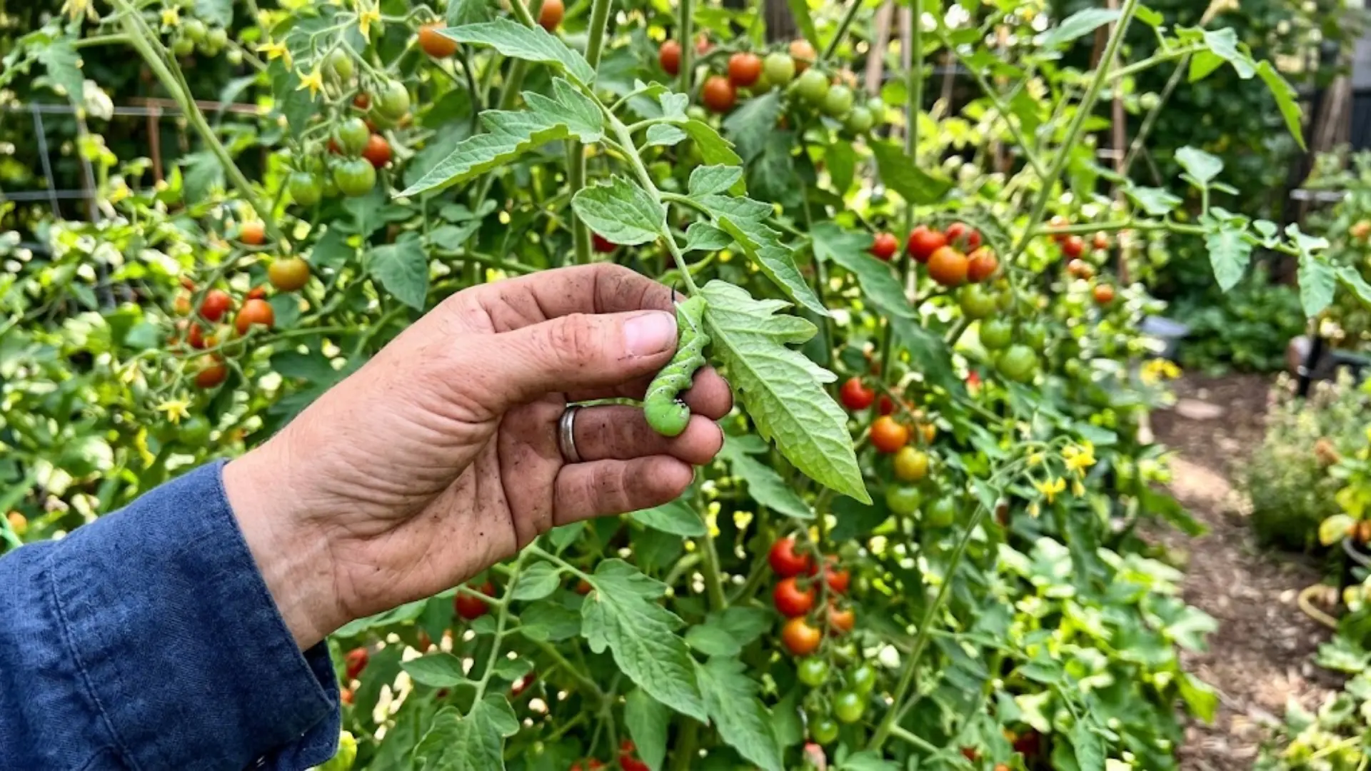 person holding a green tomato hornworm caterpillar pulled off a leaf during garden inspection