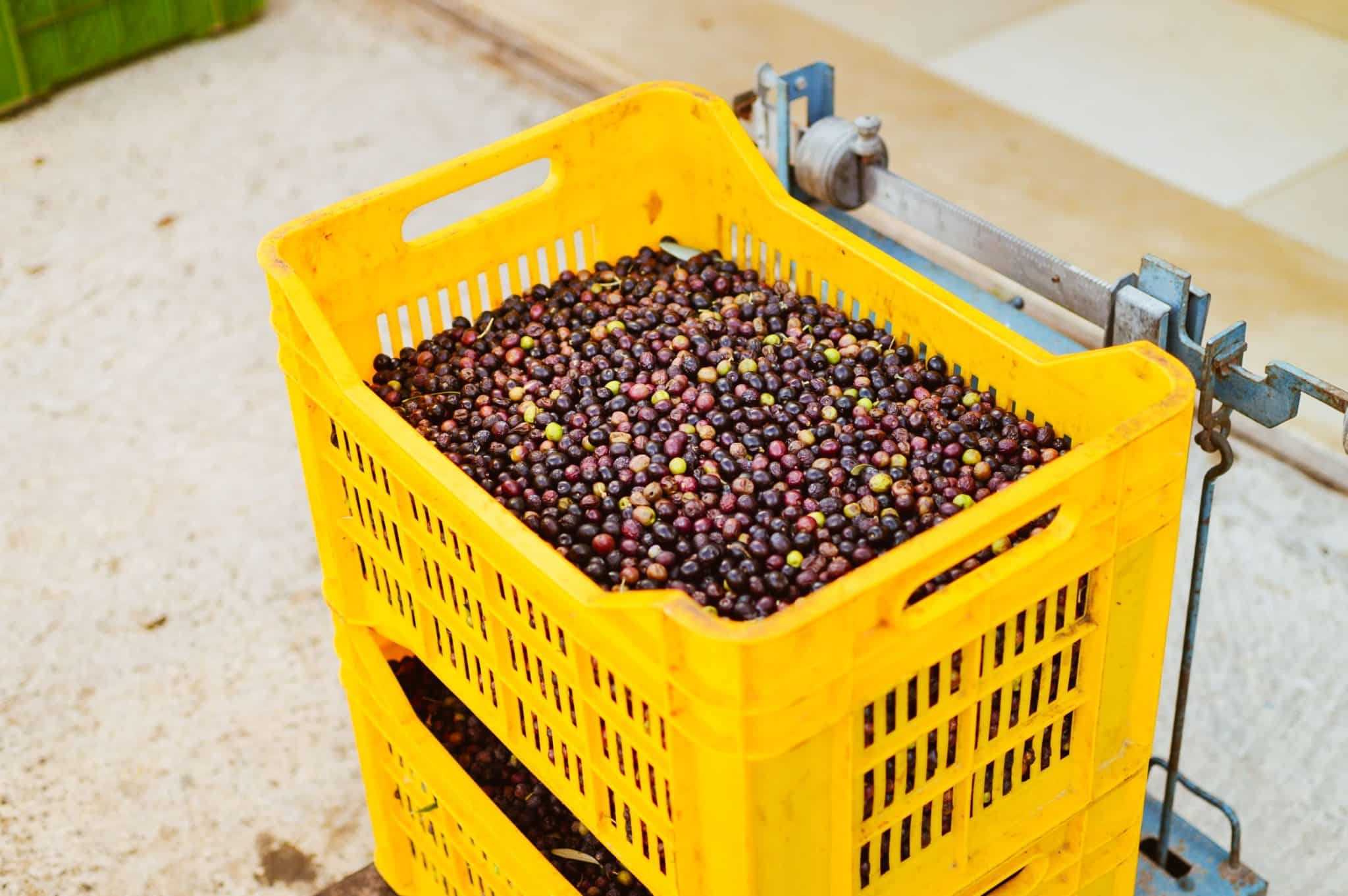 Produce Fresh After Harvest