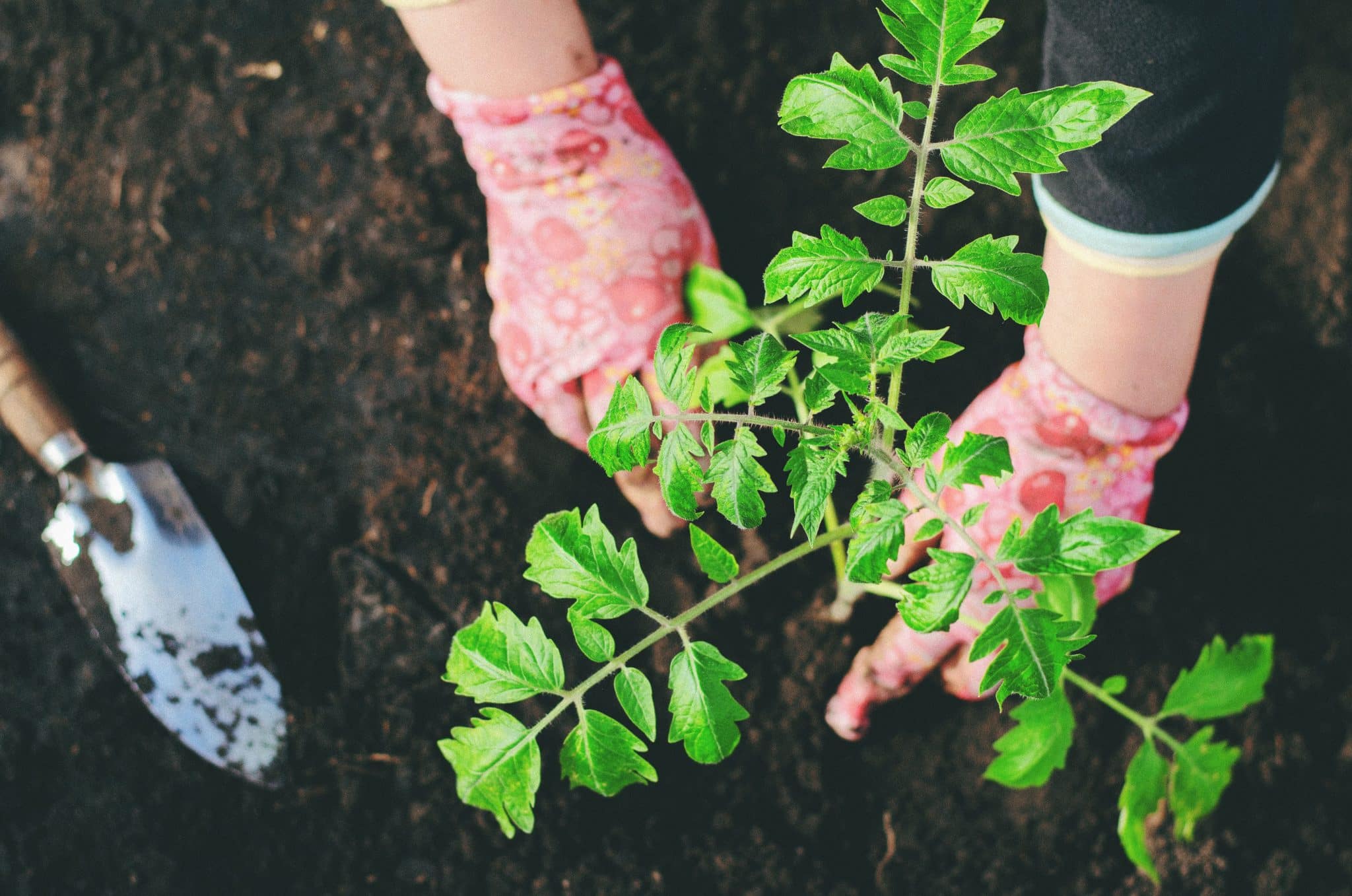 Home Gardening