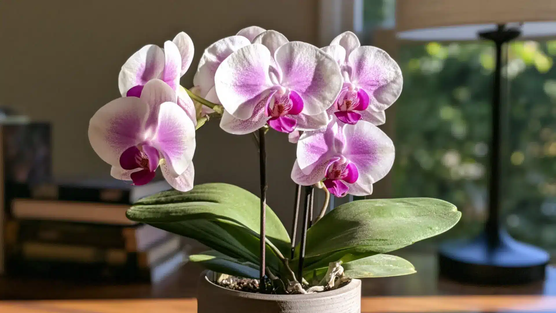 pink and white orchid blooms on study table near lamp and books