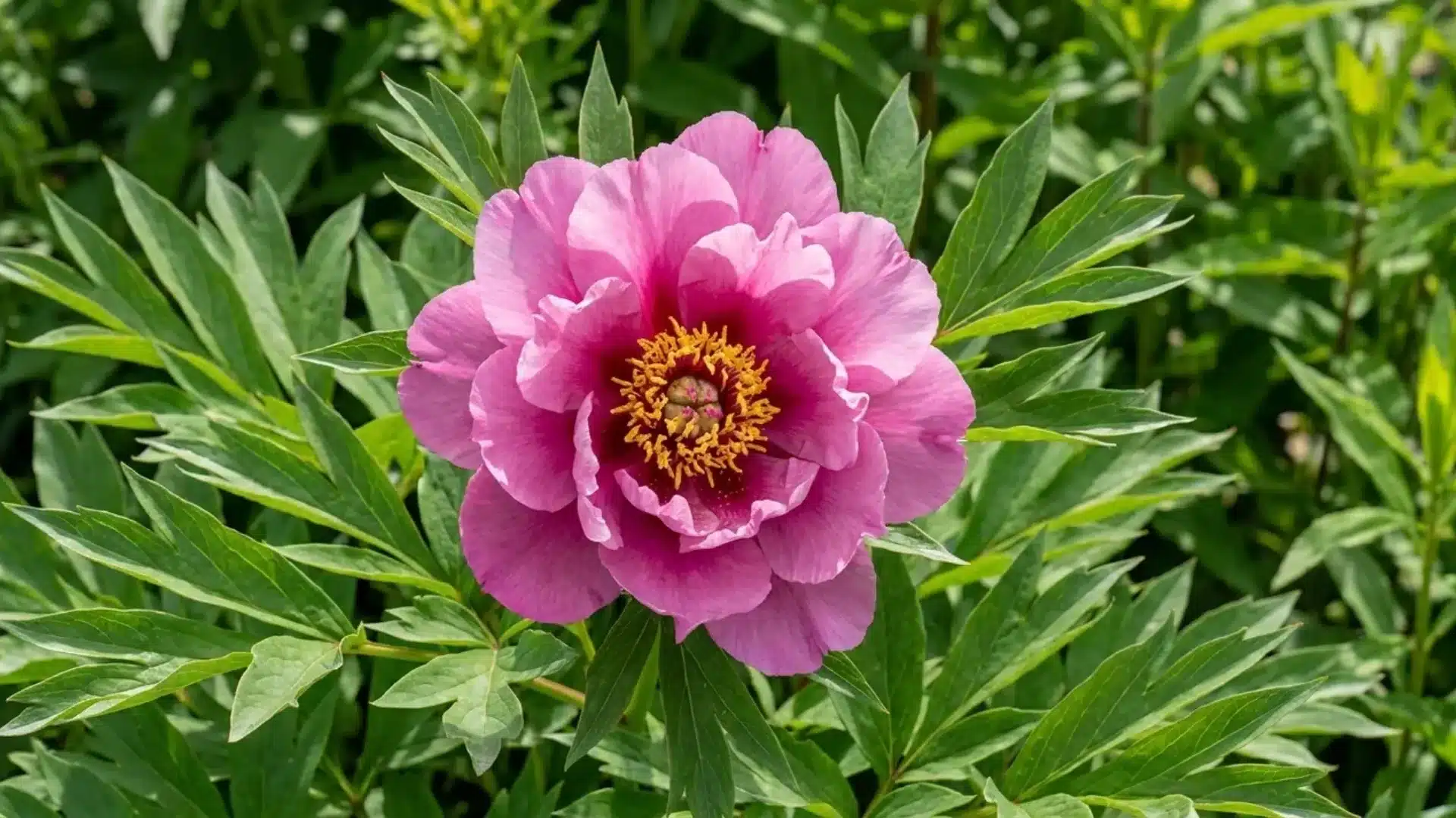 pink first arrival itoh peony bloom with dark red center growing in a green garden bed