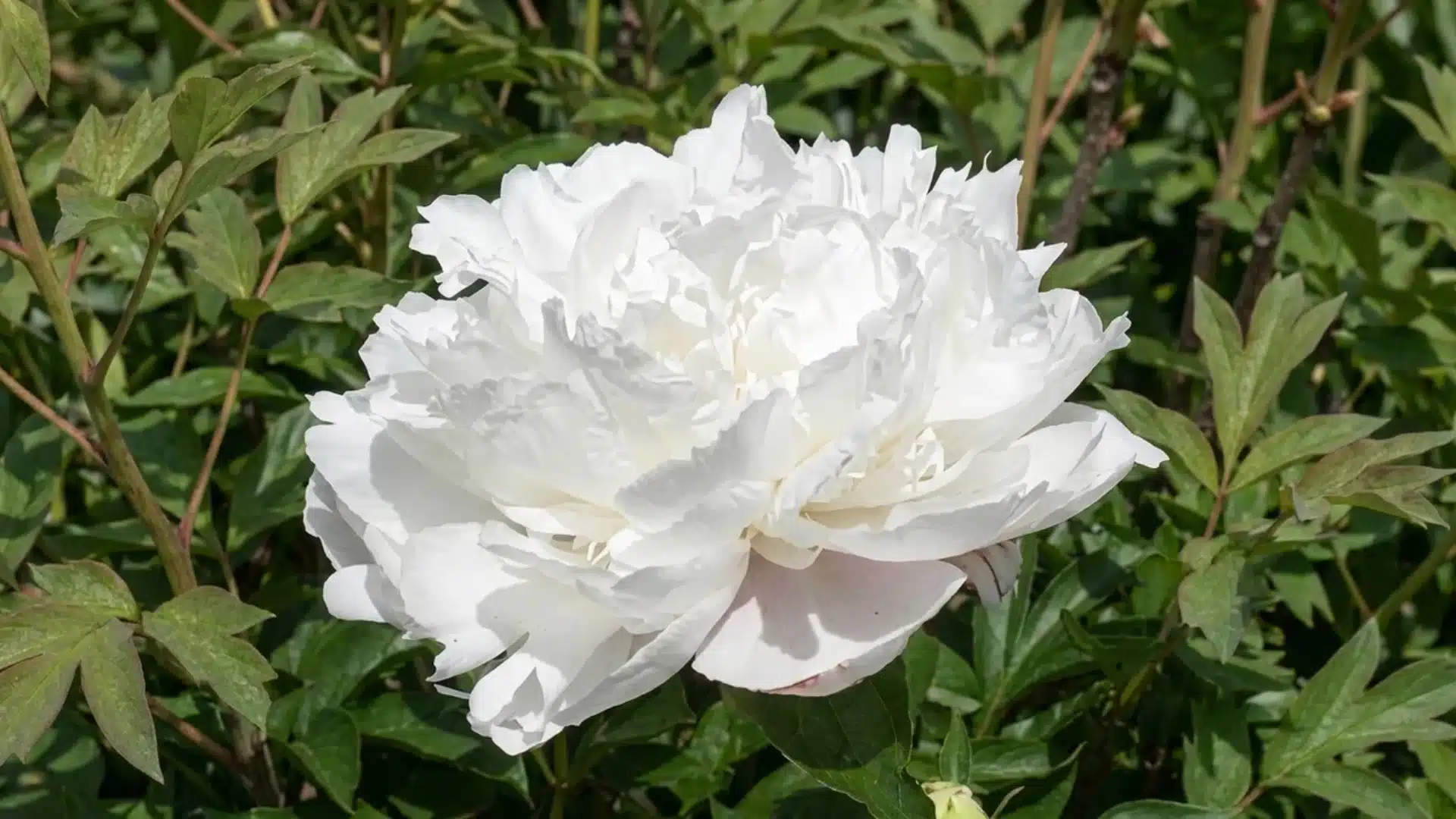 pure white alice harding tree peony bloom with layered ruffled petals in a garden setting