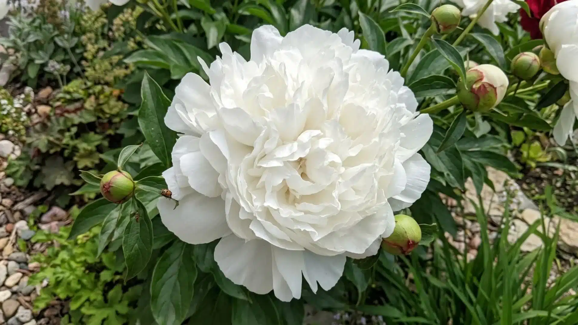 pure white duchesse de nemours peony bloom growing among green foliage and buds
