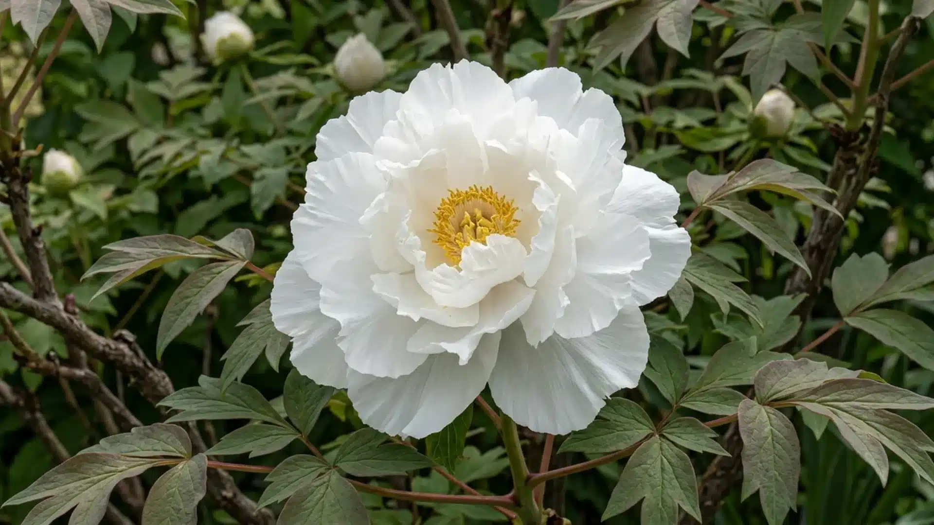 pure white renkaku tree peony bloom with golden center growing among green garden leaves