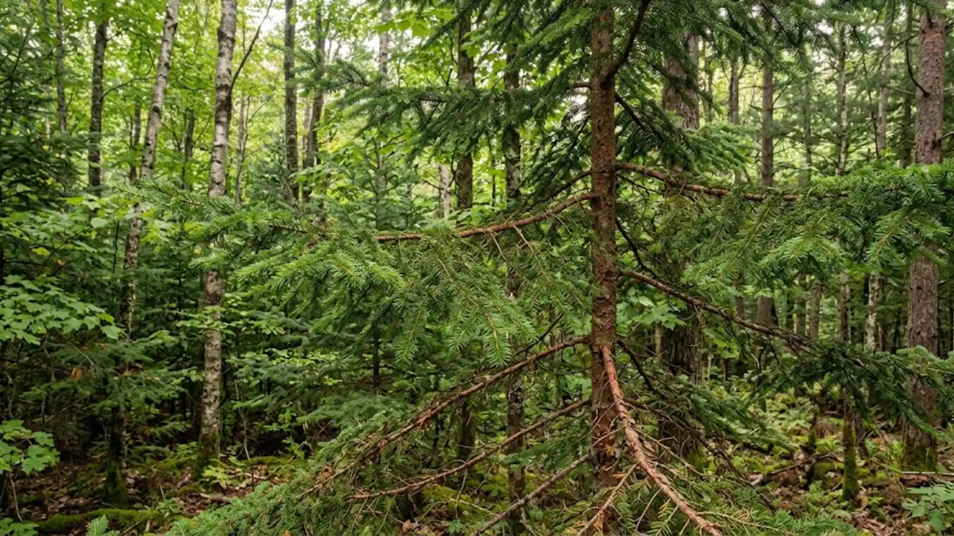 red spruce showing reddish brown twigs and dark green needles